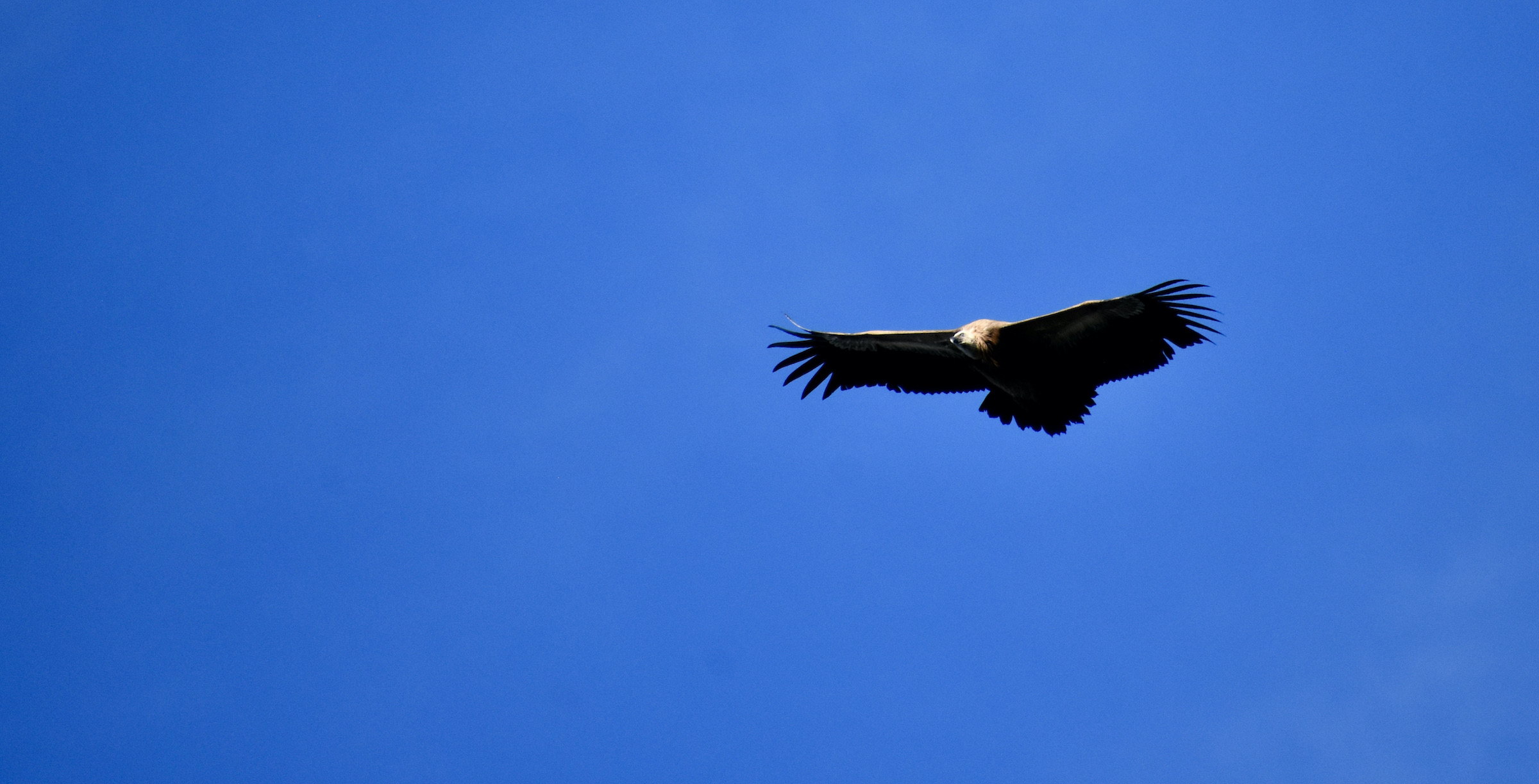 Griffin Vulture, Extremadura