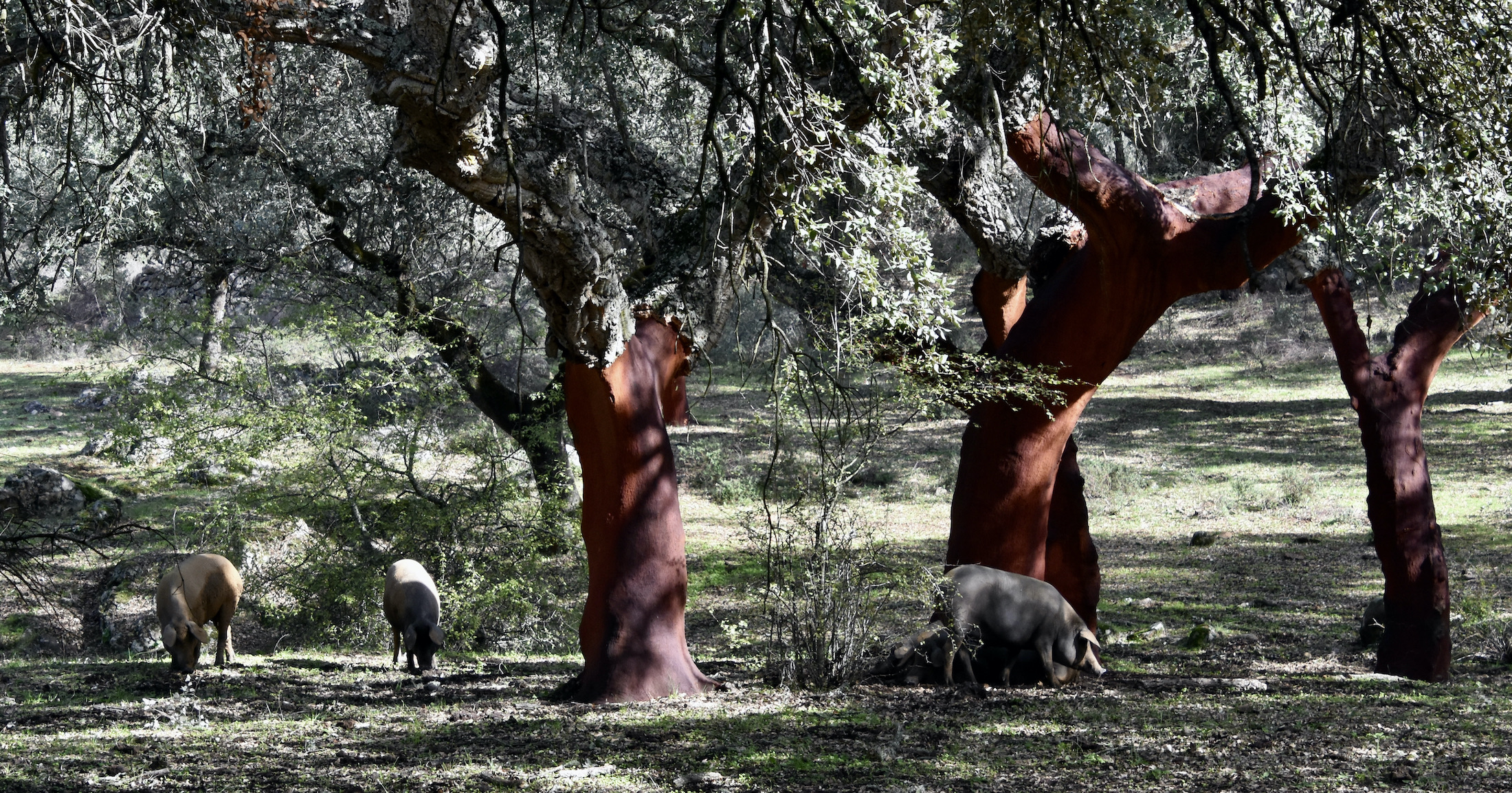 Iberian pigs under cork oaks, Extremadura