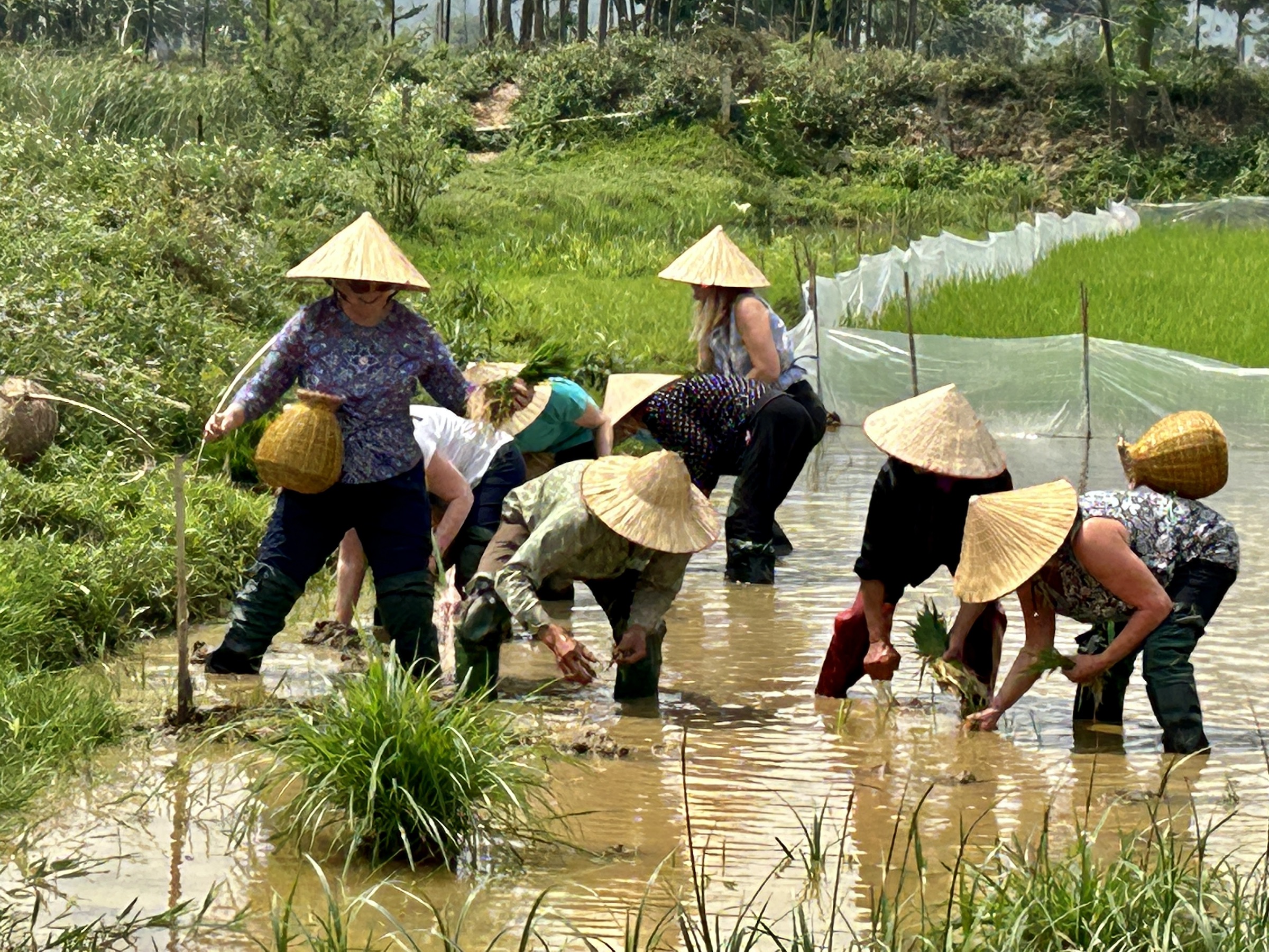 Planting the Rice at Tam Coc