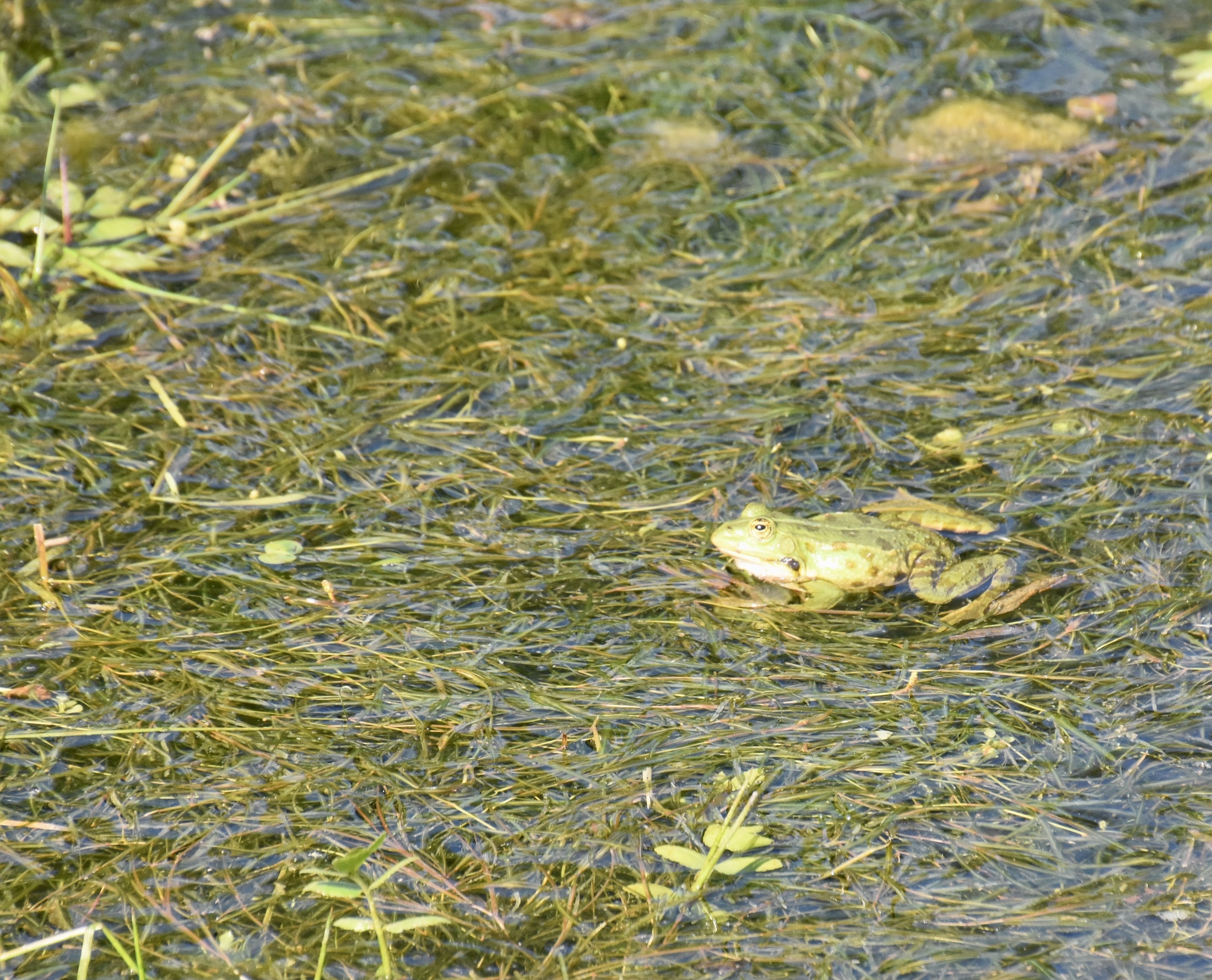 Common Frog at the Sanctuary of Isis, Dion