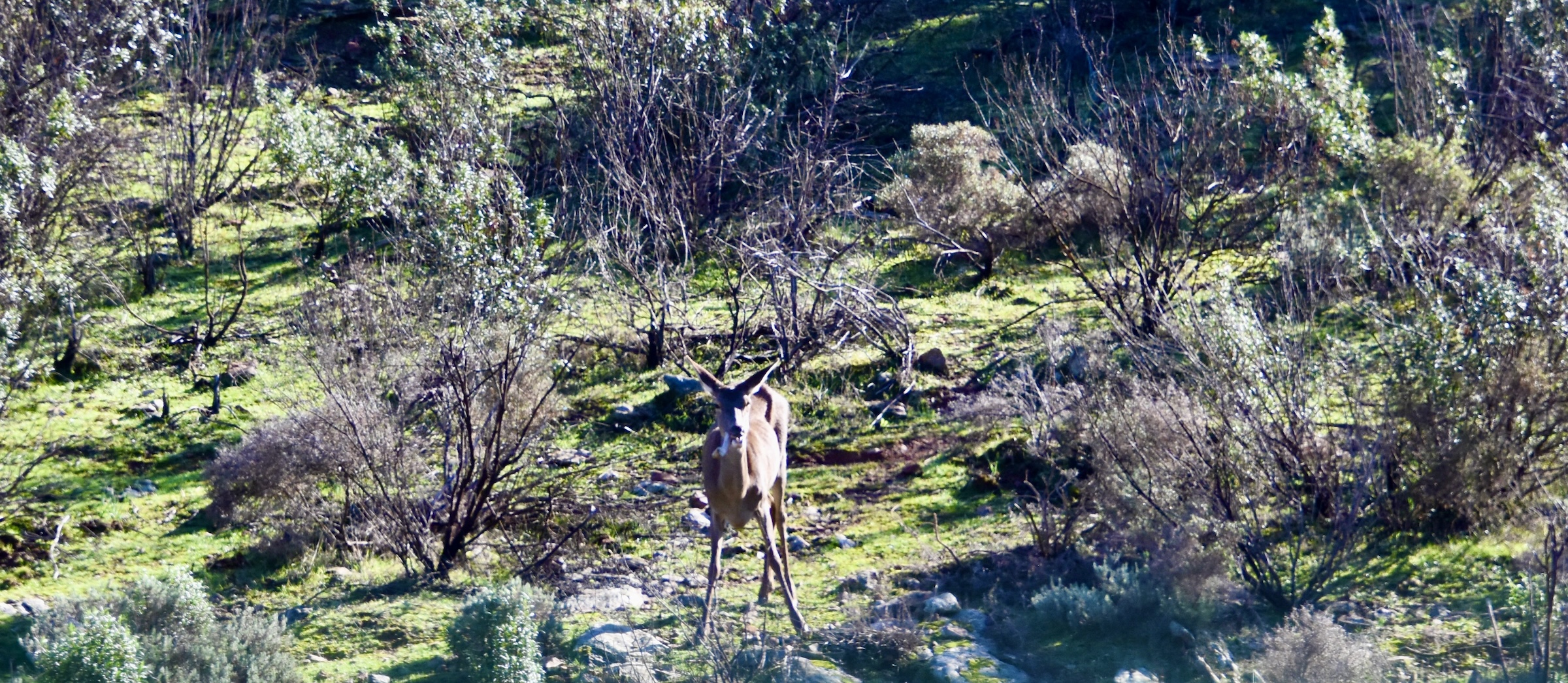Female Roe Deer, Monfrague NP