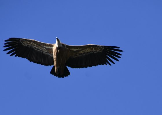 Griffin Vulture, Monfrague National Park