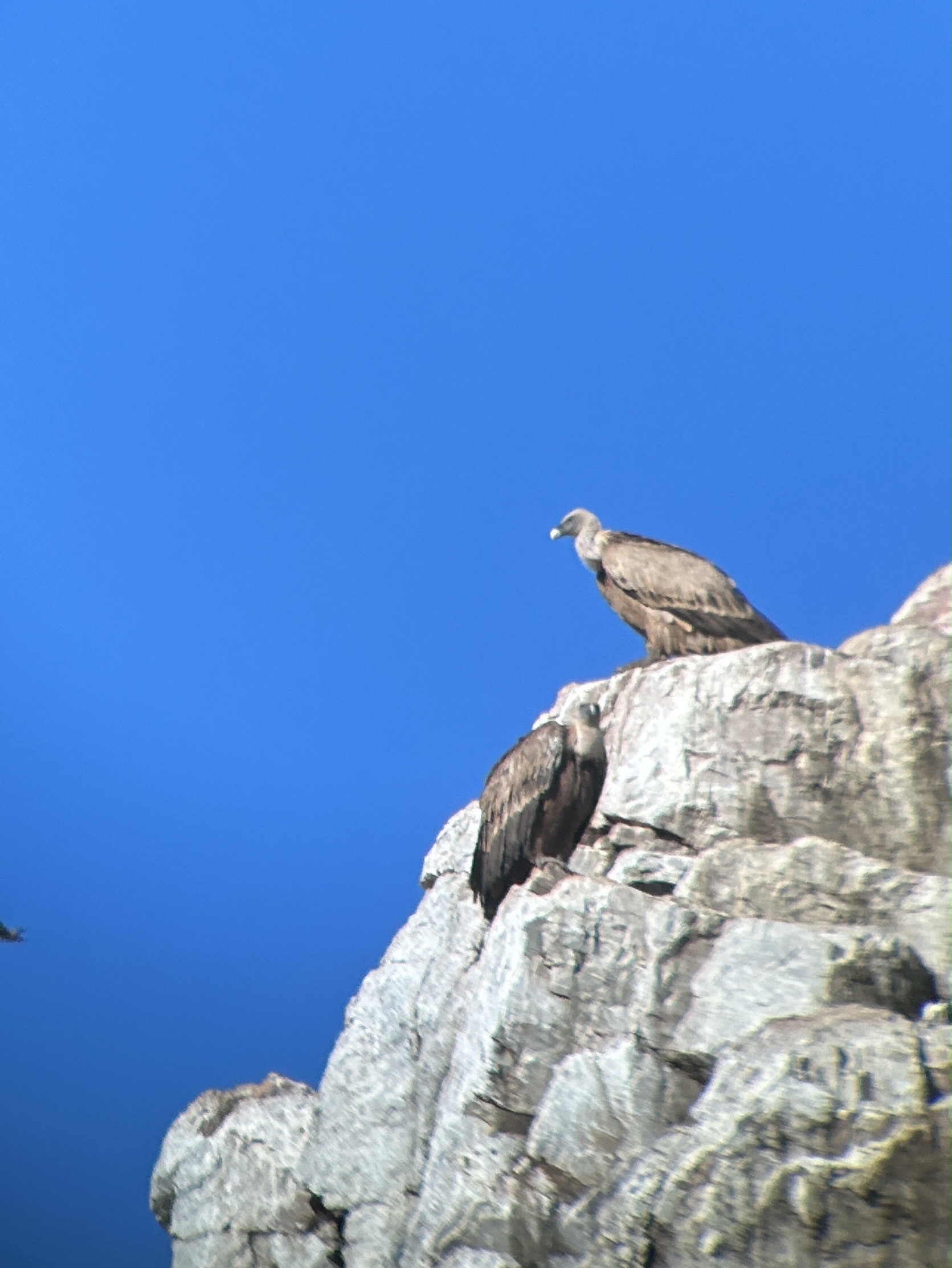 Griffin Vultures on Salto del Gitano, Monfrague NP