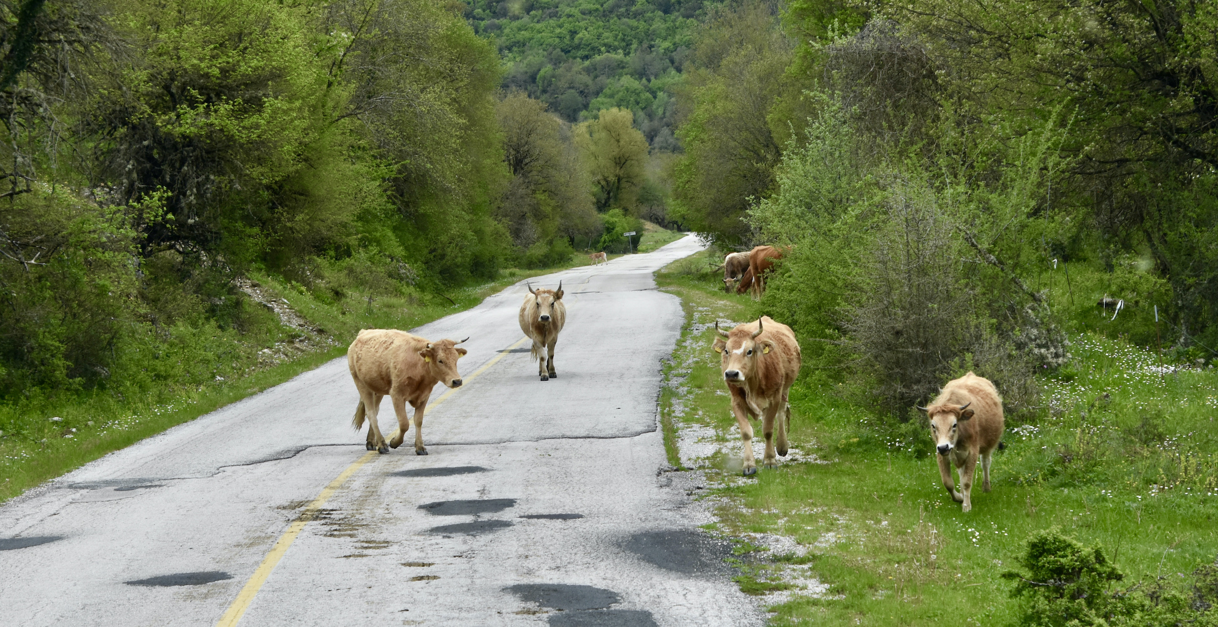 Cows on the Road, Epirus