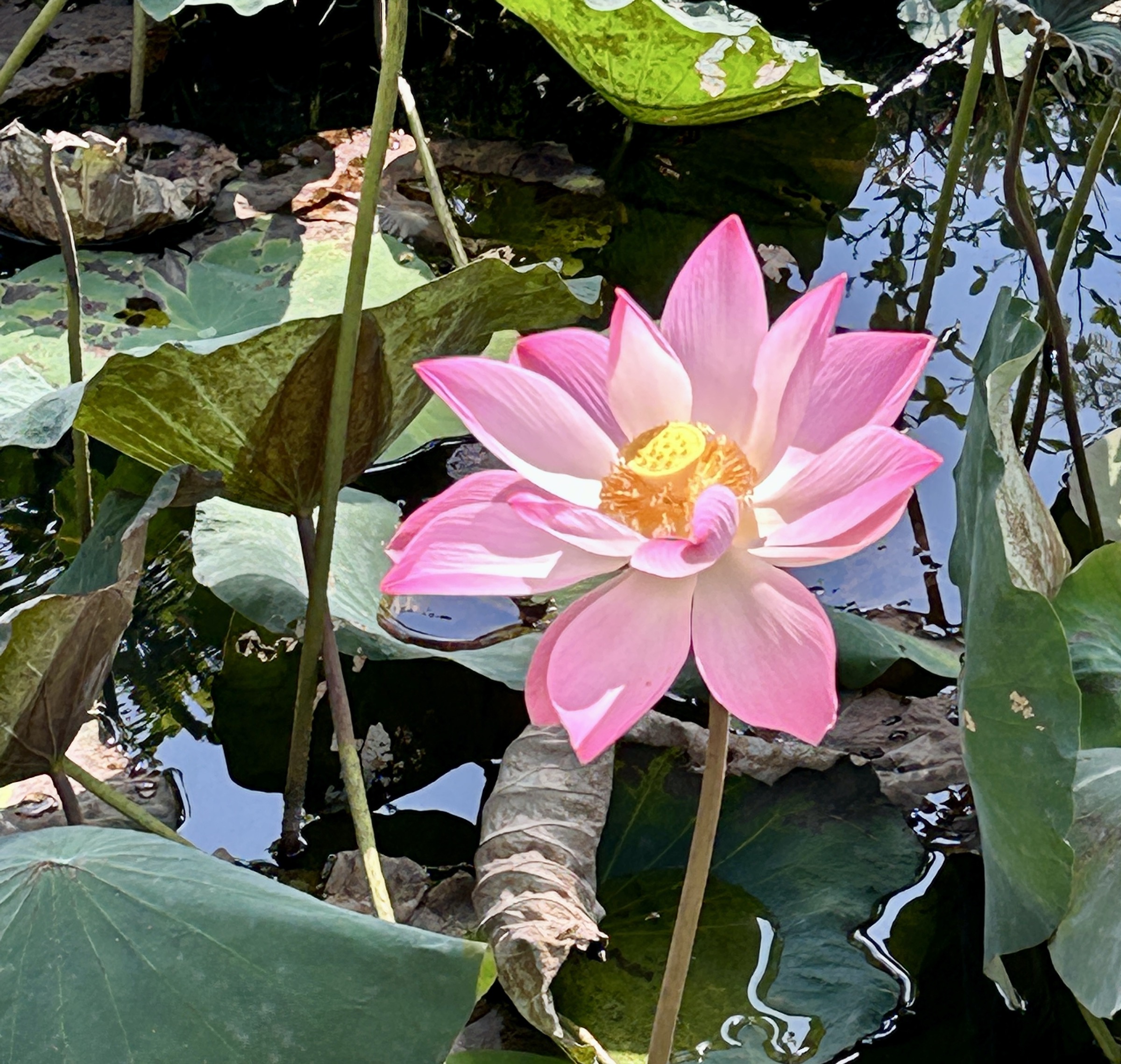 Lotus Flower, Mekong Delta