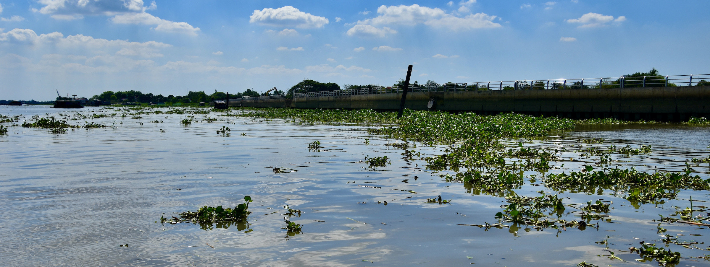 Water Hyacinth, Mekong Delta