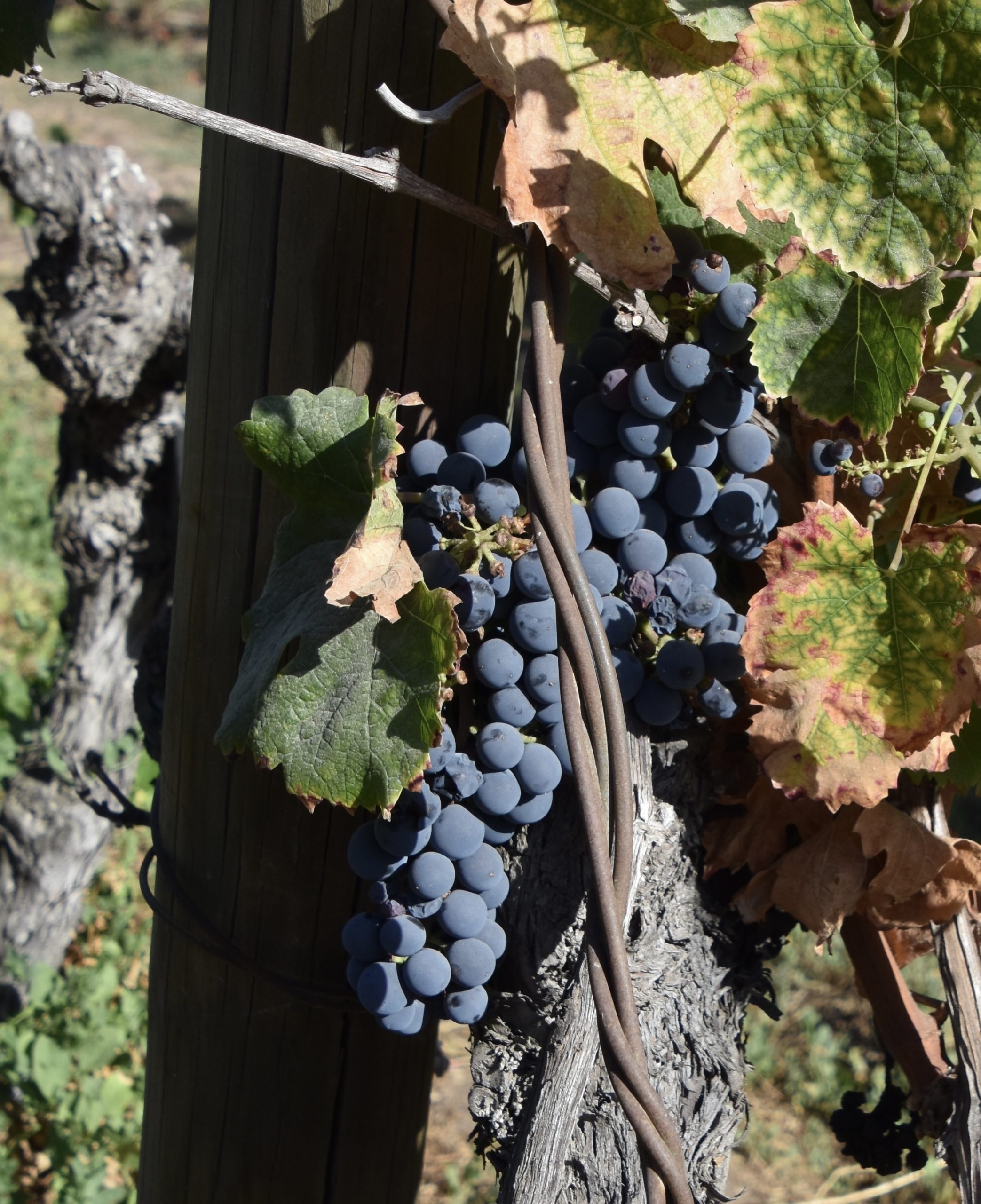 Cabernet Franc Grapes Ready for Harvest, Vina Santa Rita
