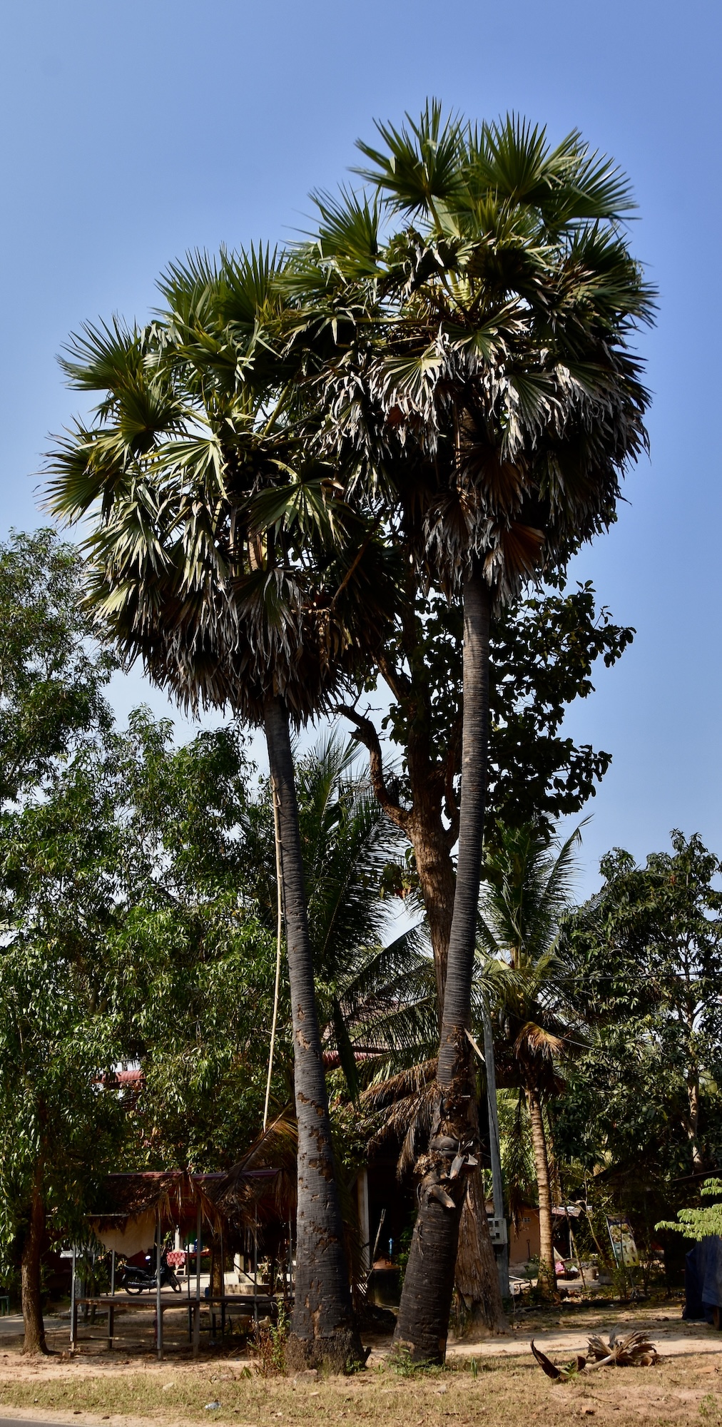 Sugar Palm Trees near Siem Reap