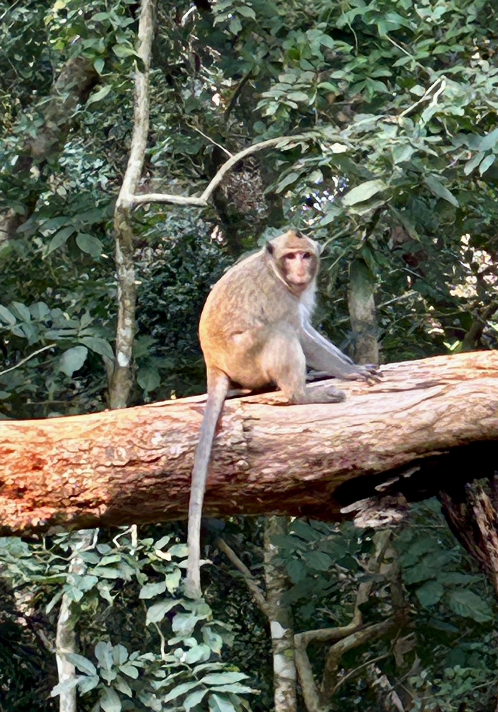 Male Long-Tailed Macaque, Angkor Wat