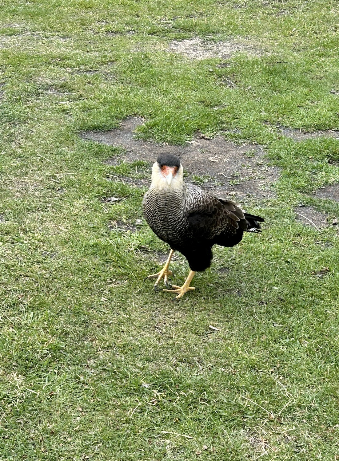 Crested Caracara, Torres del Paine