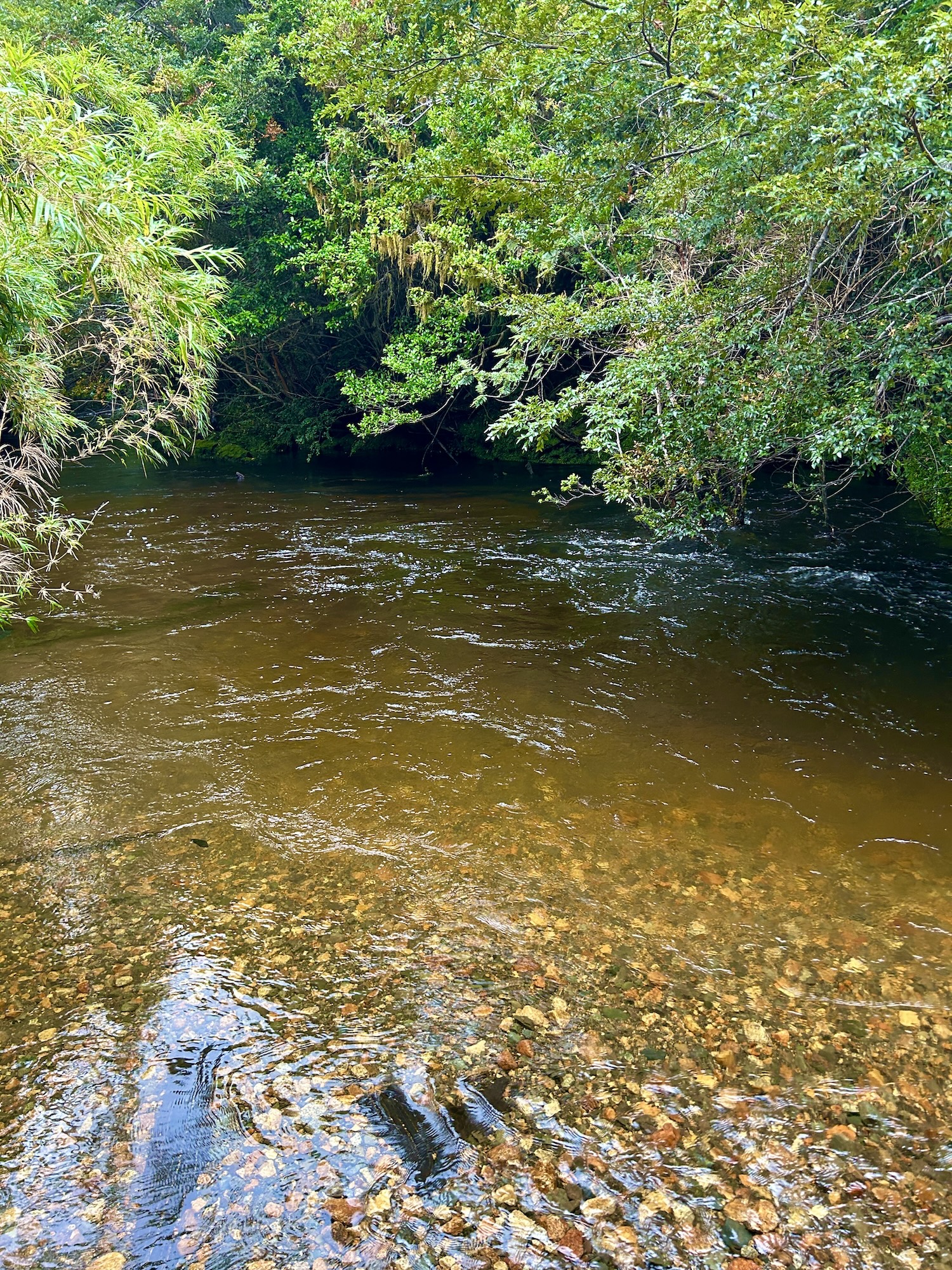 Aiken Park Trout Stream, San Rafael Glacier territory