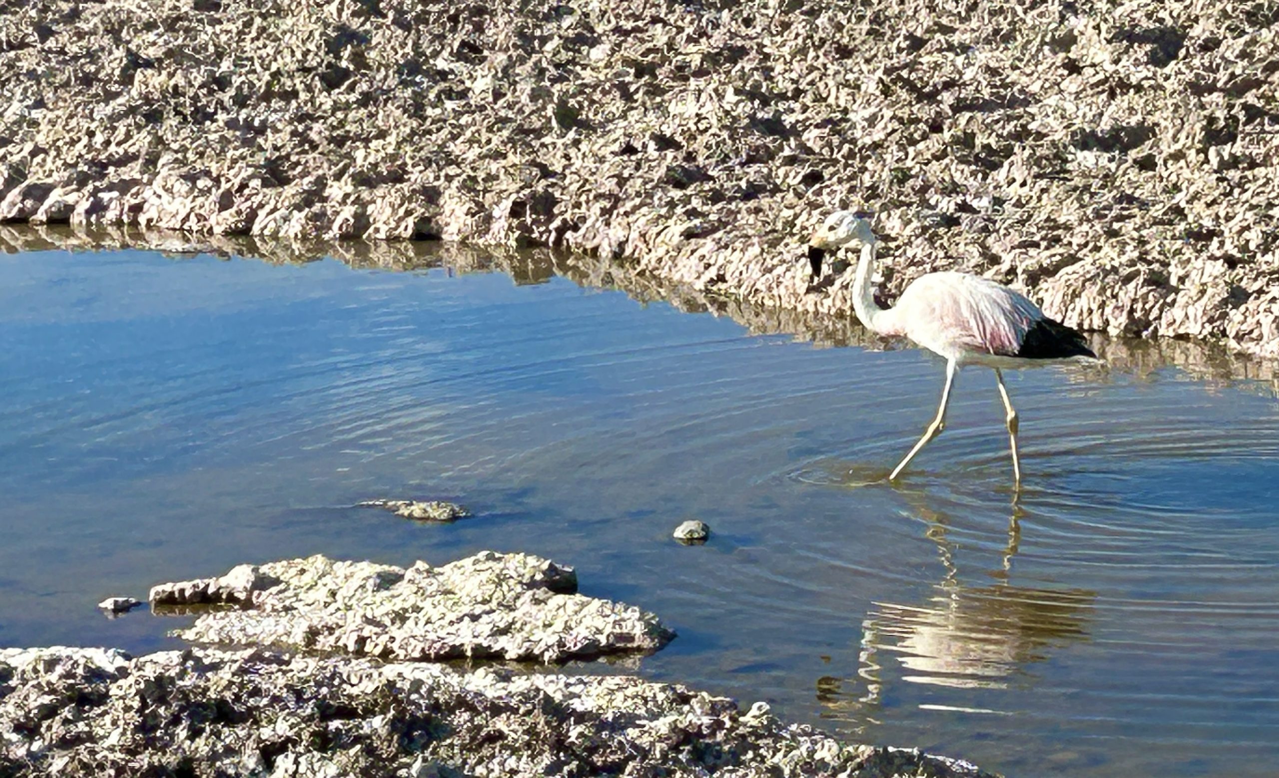 Andean Flamingo, Atacama Desert