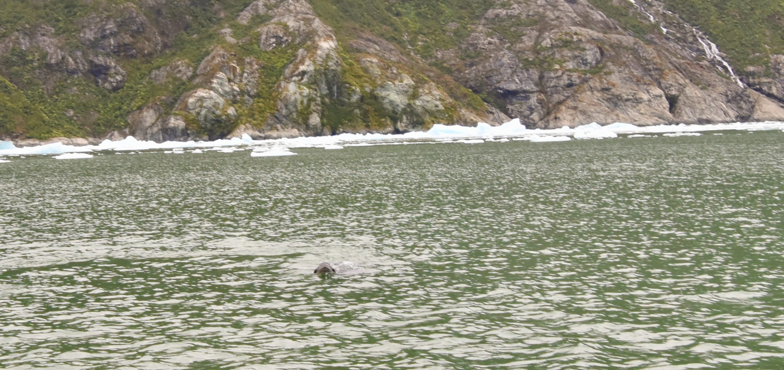 Leopard Seal, San Rafael Glacier