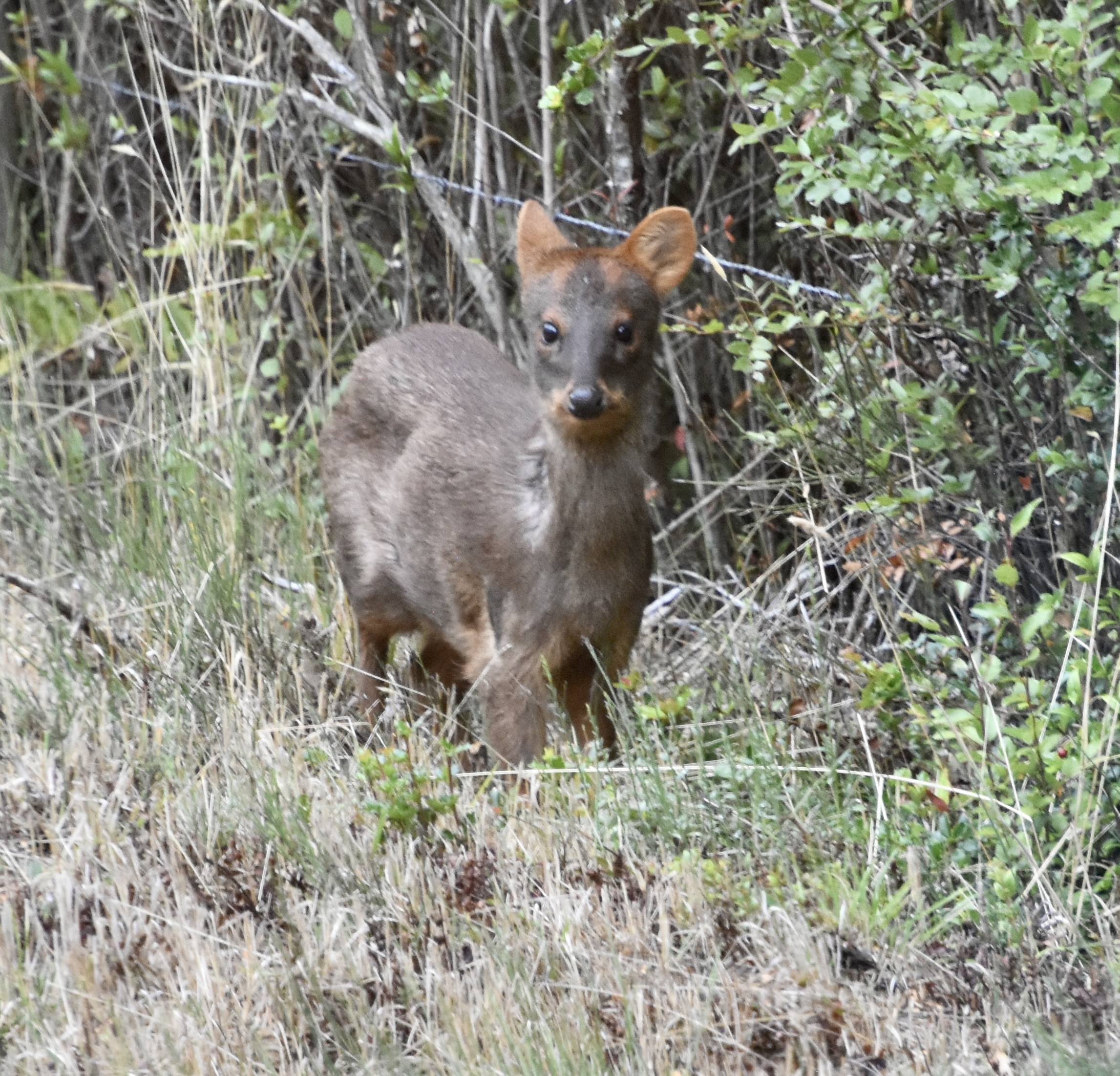 Pudu in the Patagonia Lake District