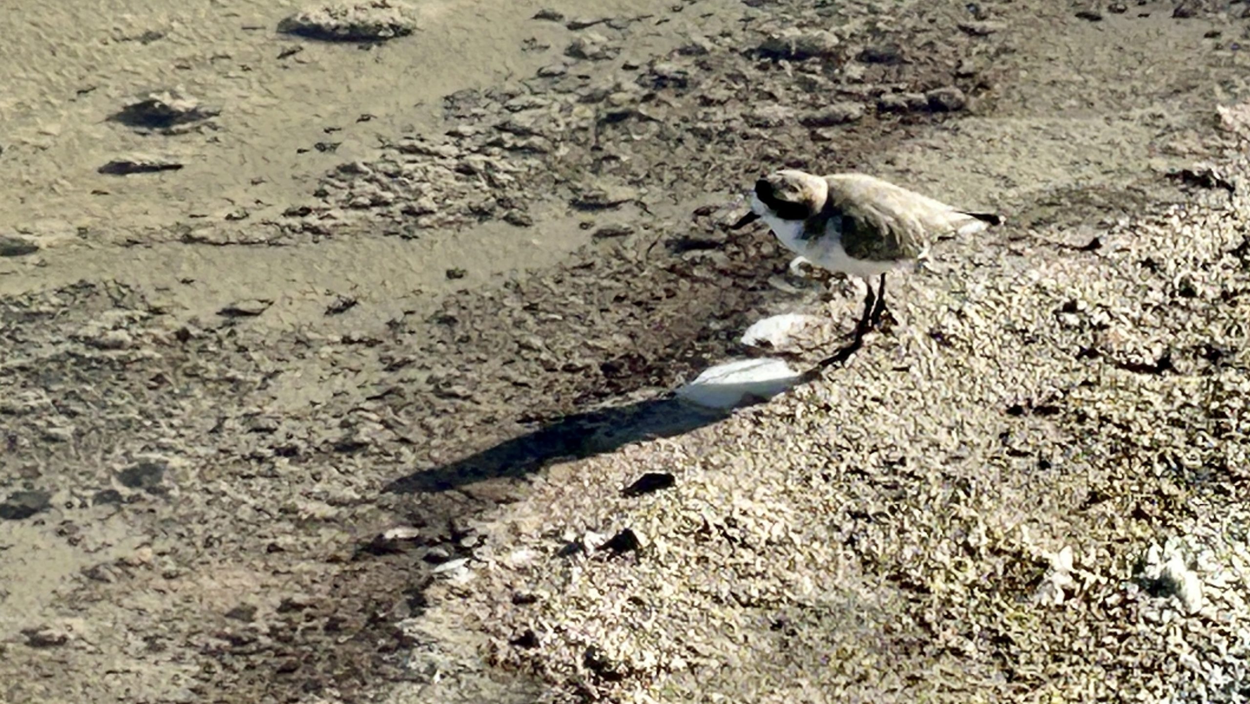 Puna Plover, Atacama Desert