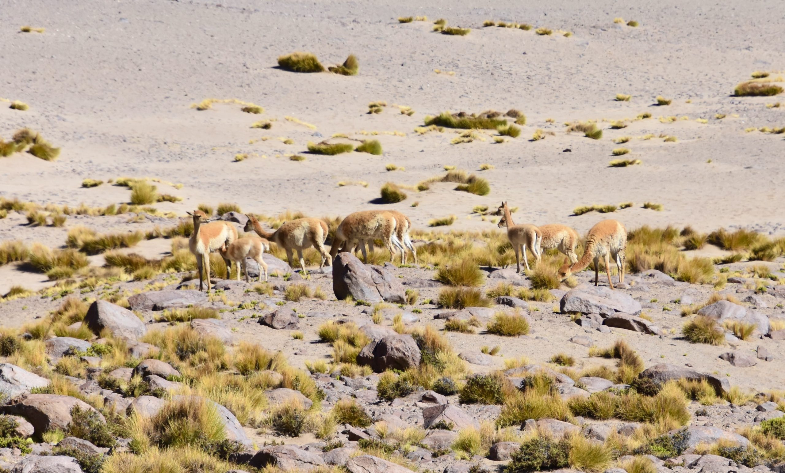 Vicuna Herd at El Tatio