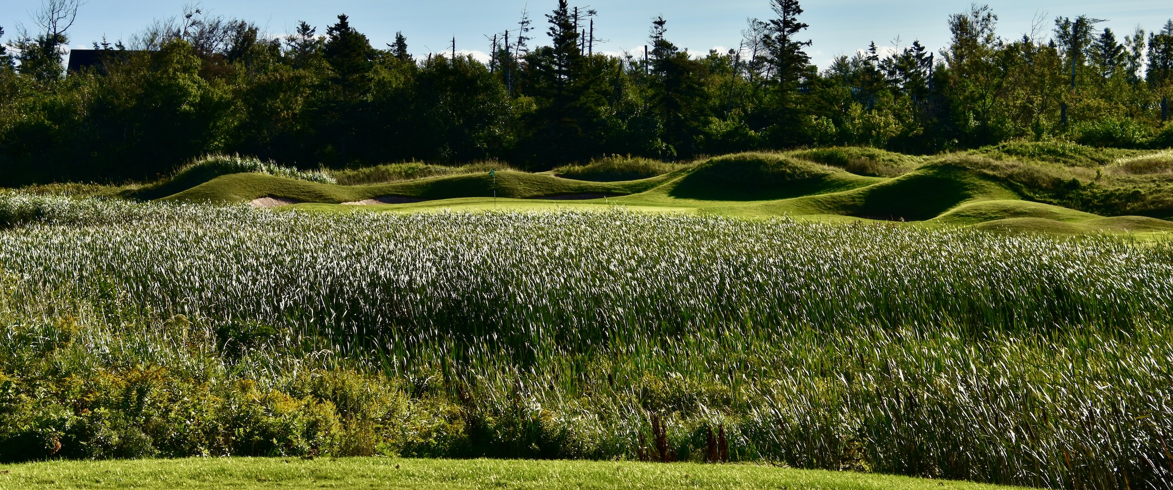 Crowbush Cove #6 Cattails