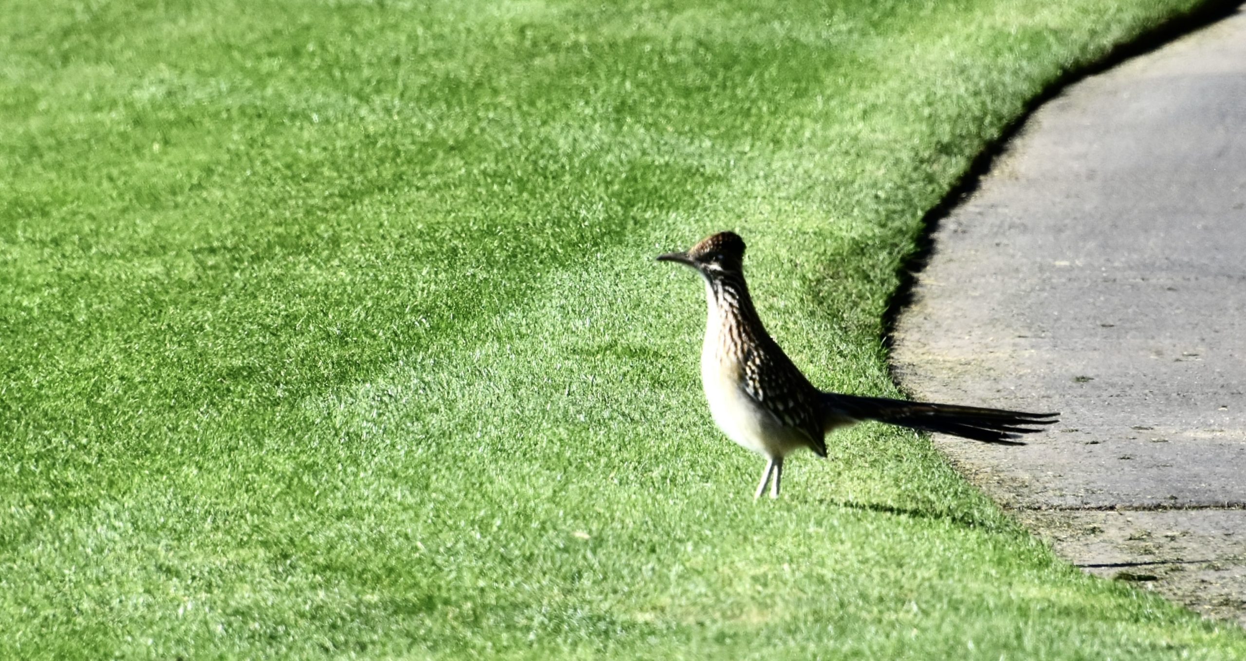 Road Runner at Gray Hawk