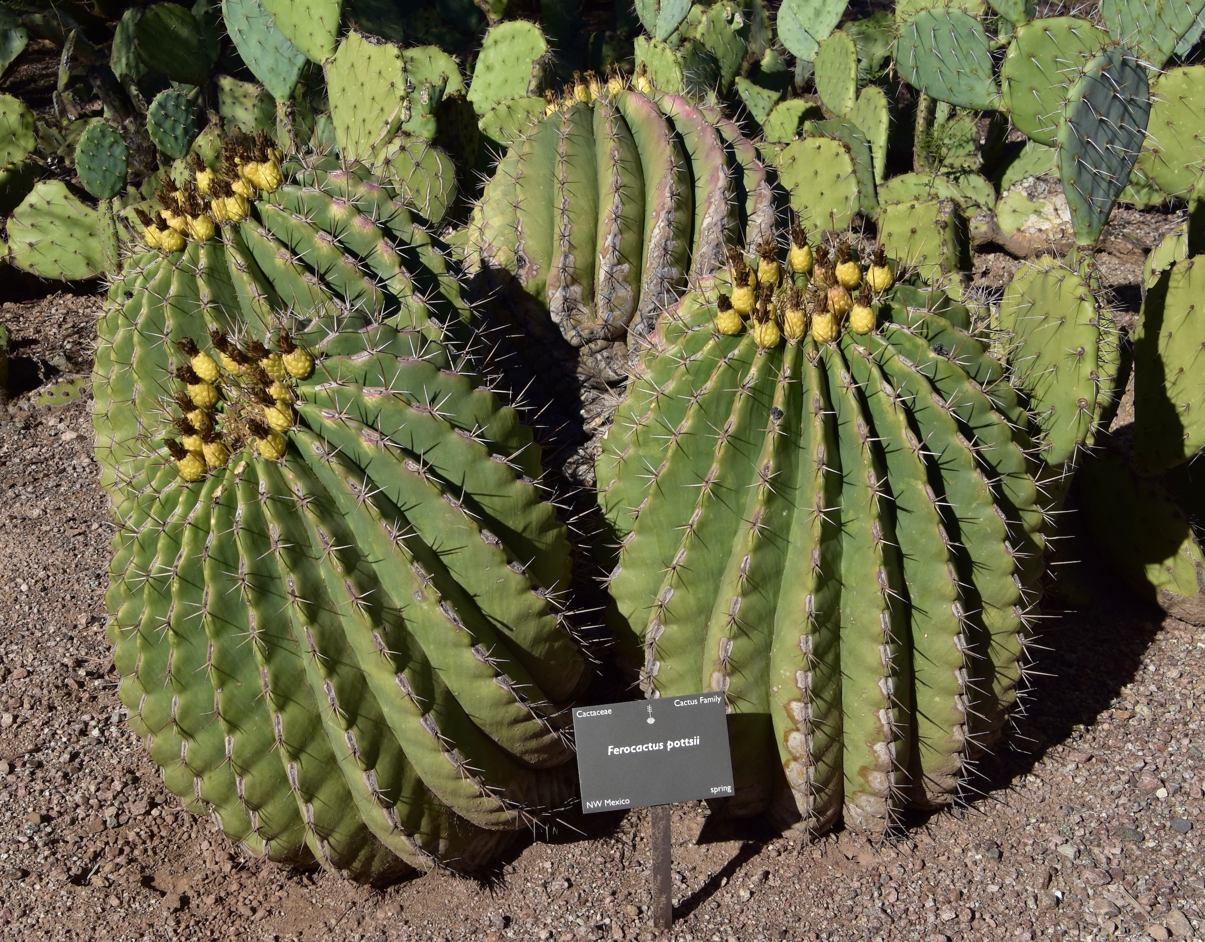 Barrel Cacti in Bloom, Desert Botanical Garden