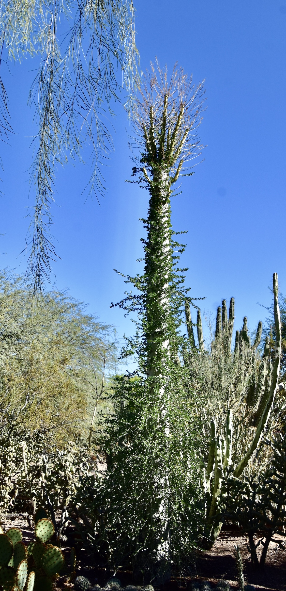 Boojum Tree, Desert Botanical Garden