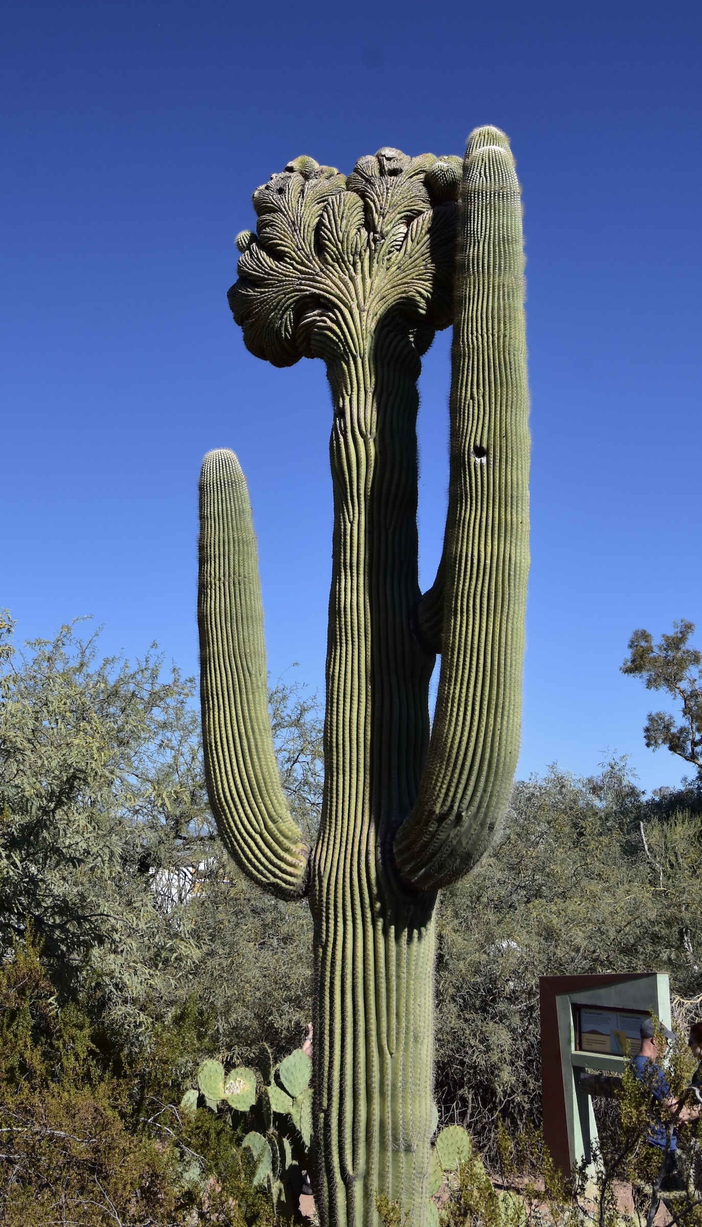 Crested Saguaro, Desert Botanical Garden