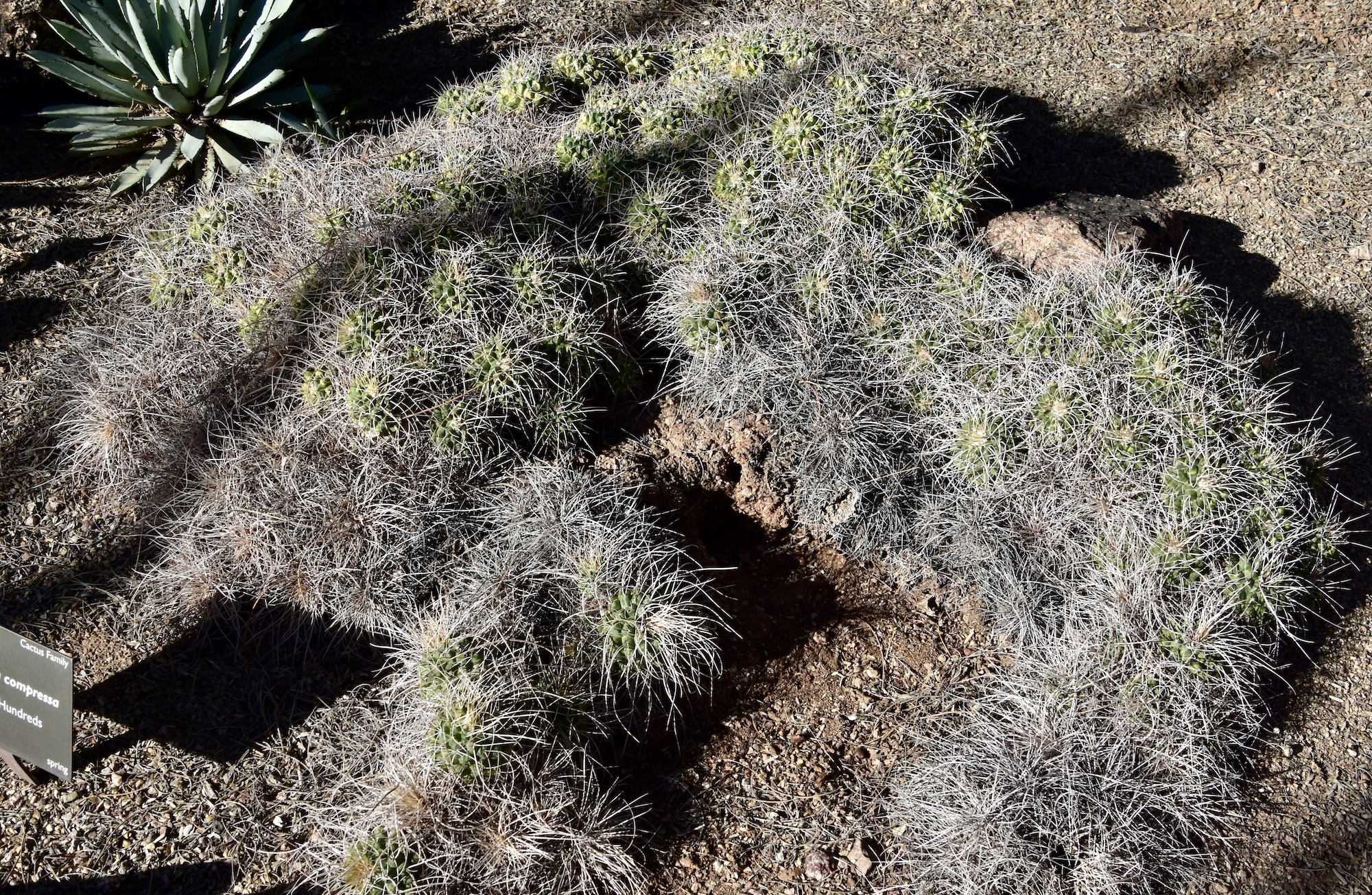 Mother of Hundreds, Desert Botanical Garden