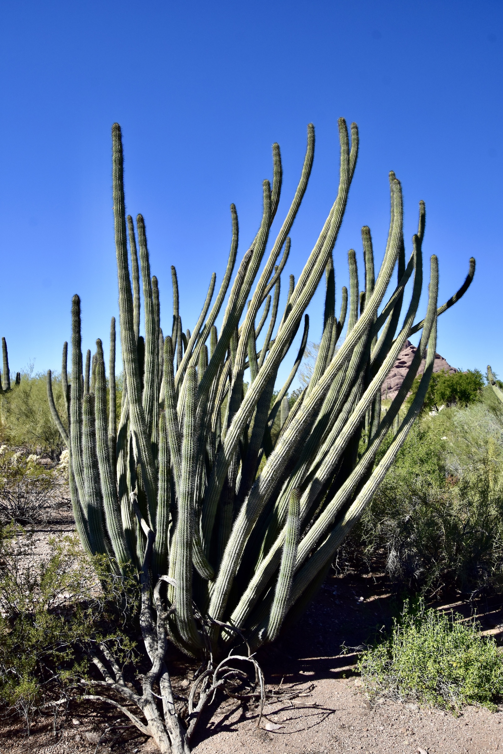 Organ Pipe Cactus, Desert Botanical Garden