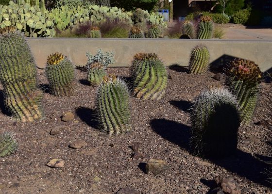 Sonoran Barrel Cacti, Desert Botanical Garden