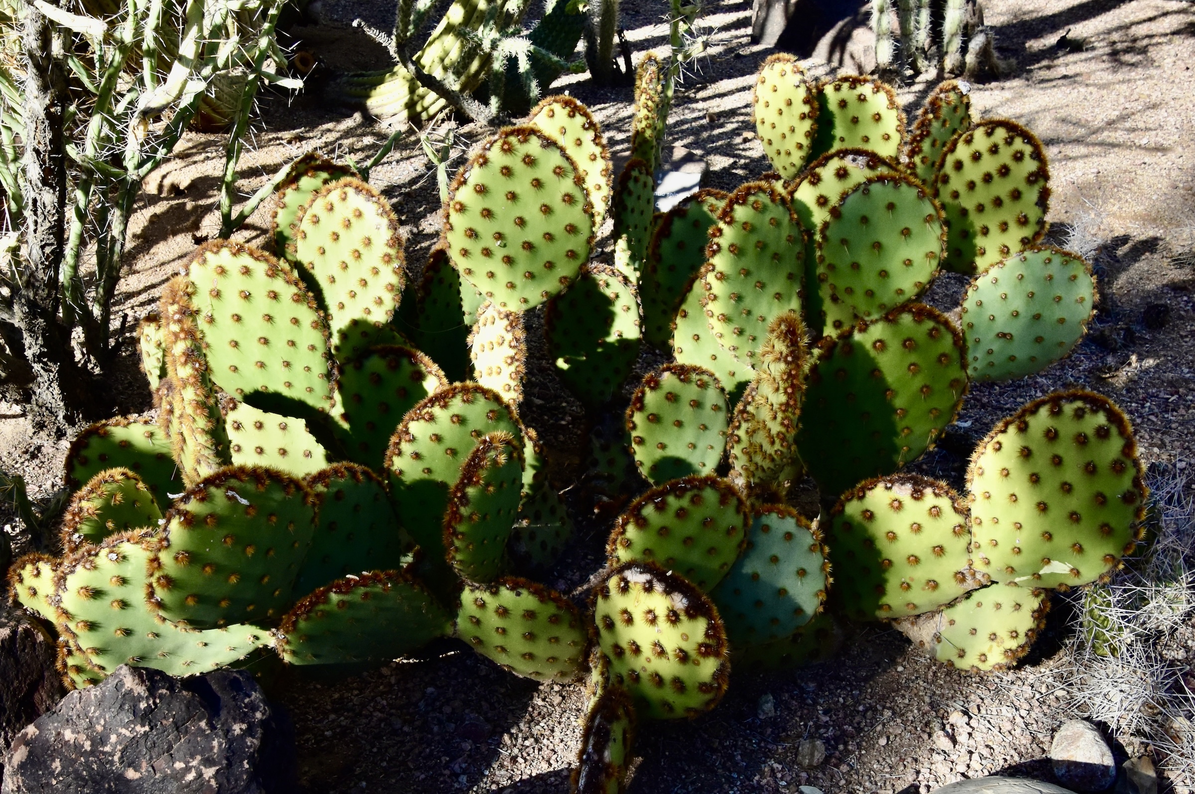 Cowboy Whiskers, Desert Botanical Garden