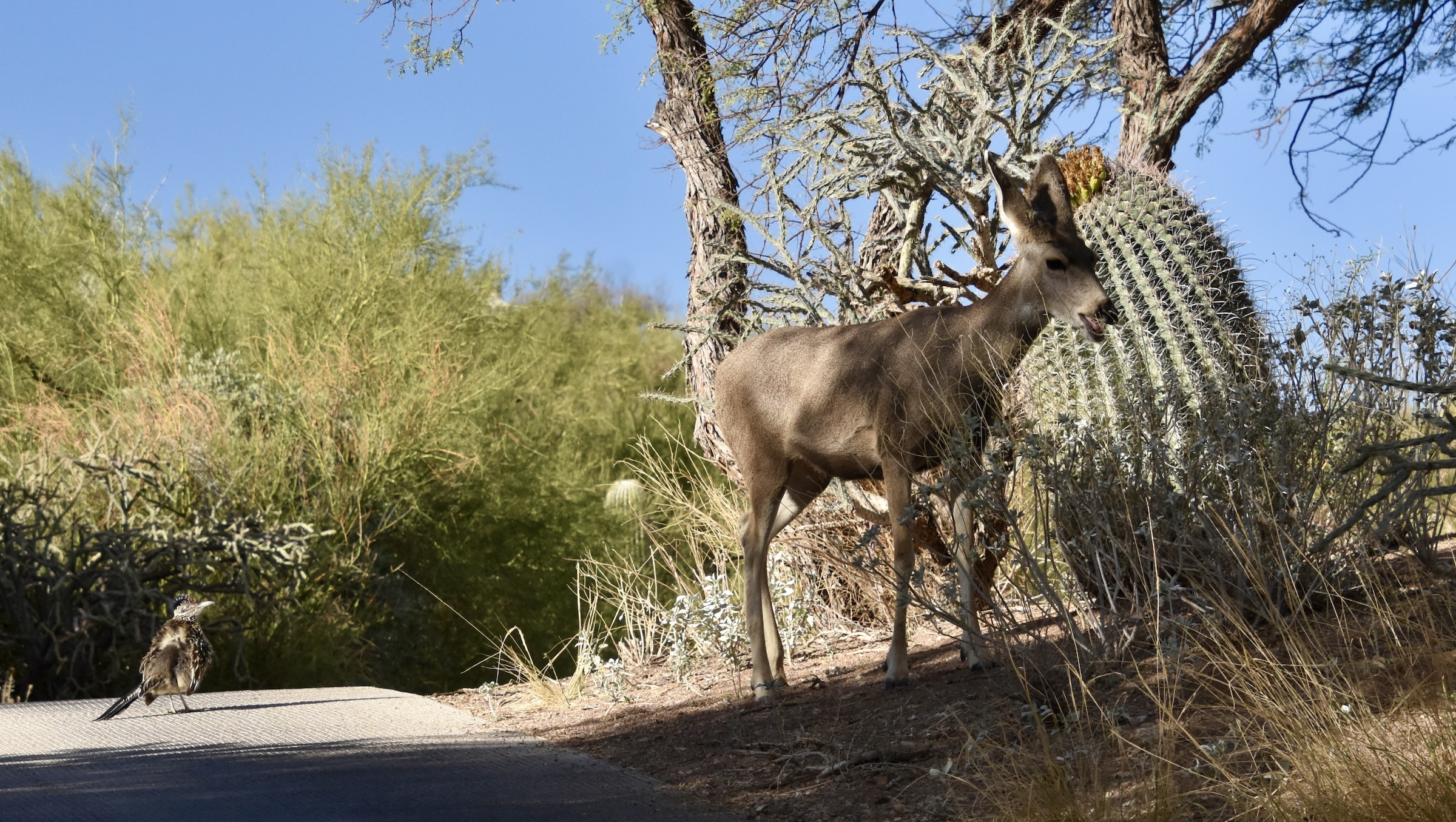 Roadrunner & Mule Deer, Starr Pass GC