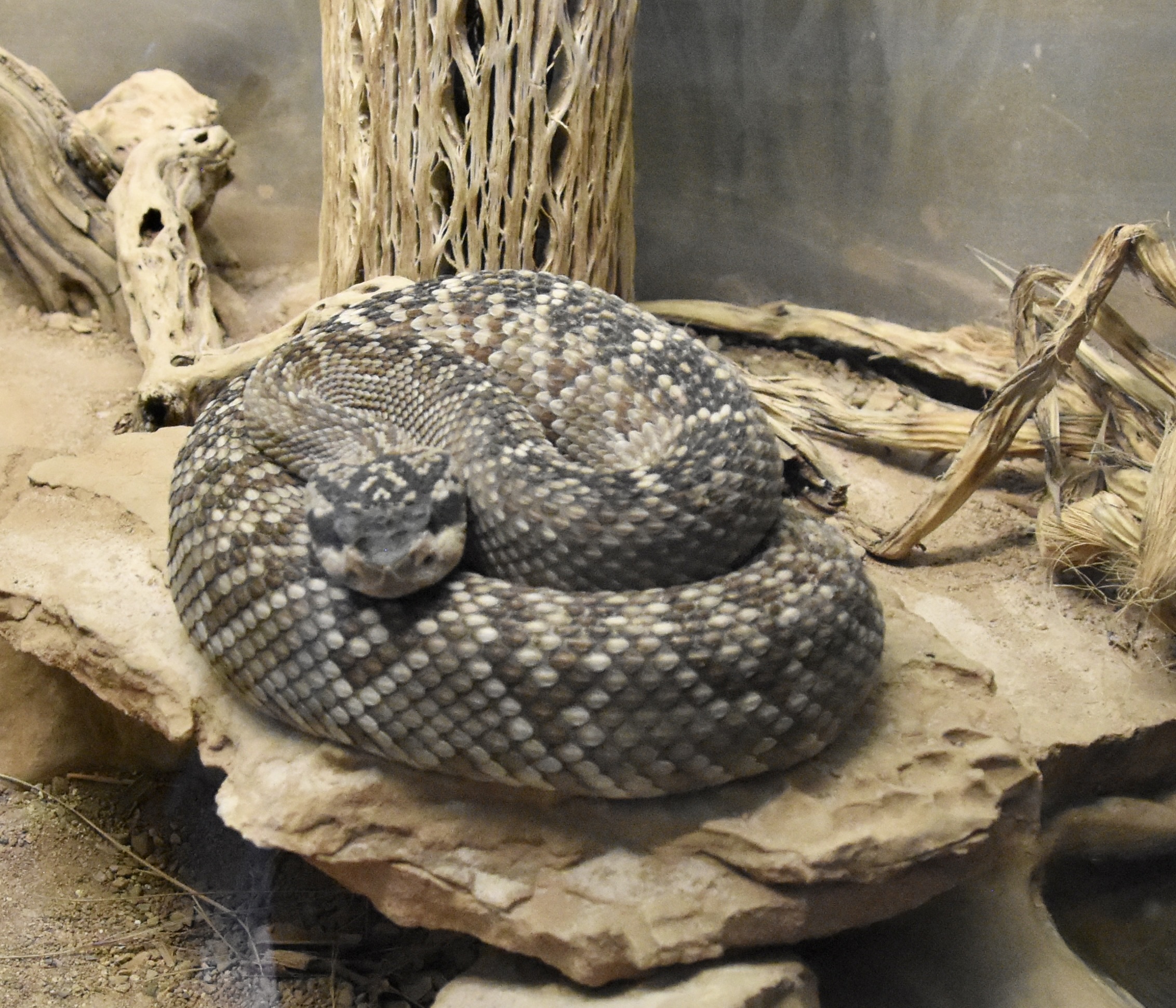 Black-tailed Rattler, Arizona-Sonora Desert Museum