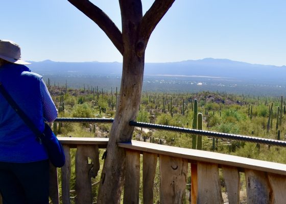 Desert Loop Viewpoint, Arizona-Sonora Desert Museum