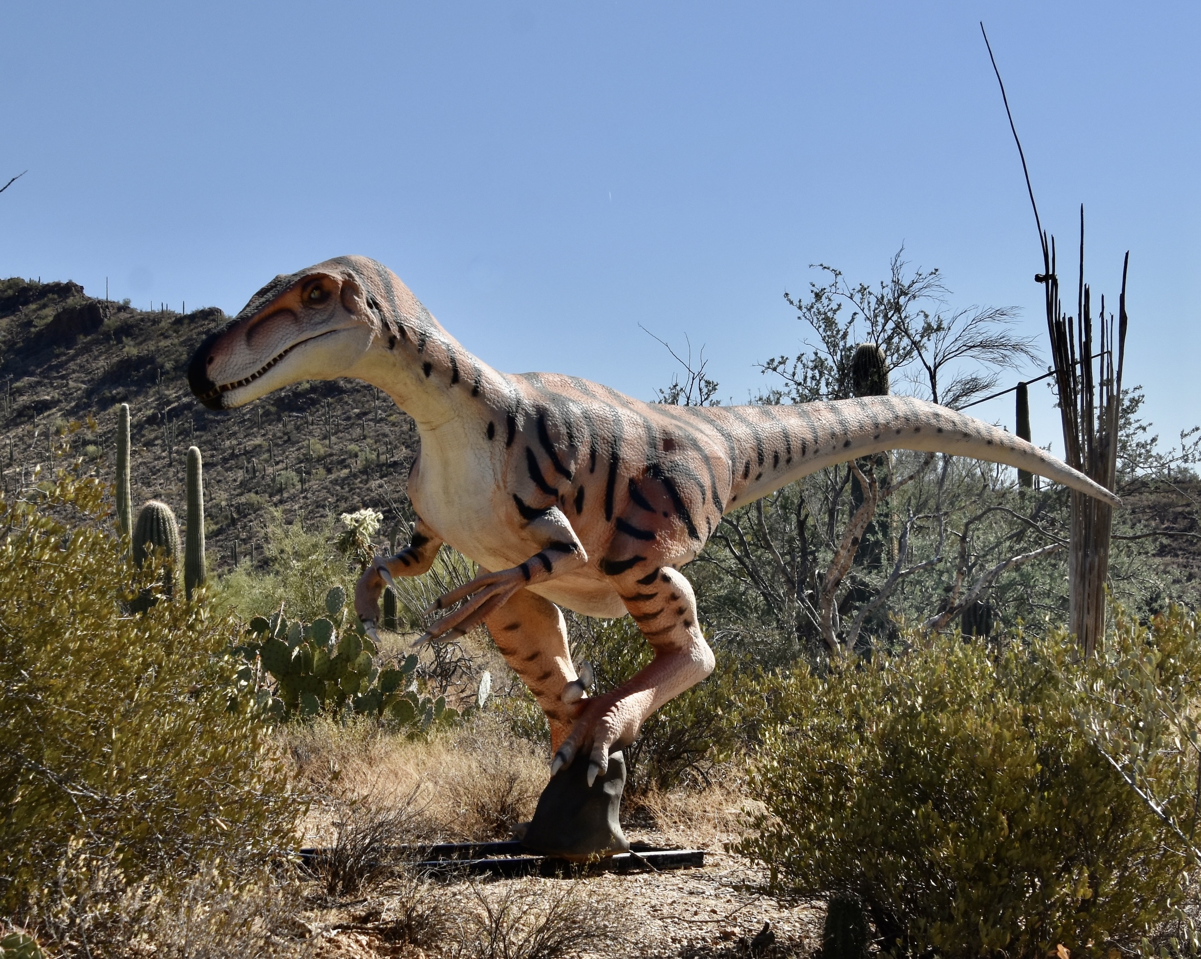 Dinosaur in the Desert, Arizona-Sonora Desert Museum