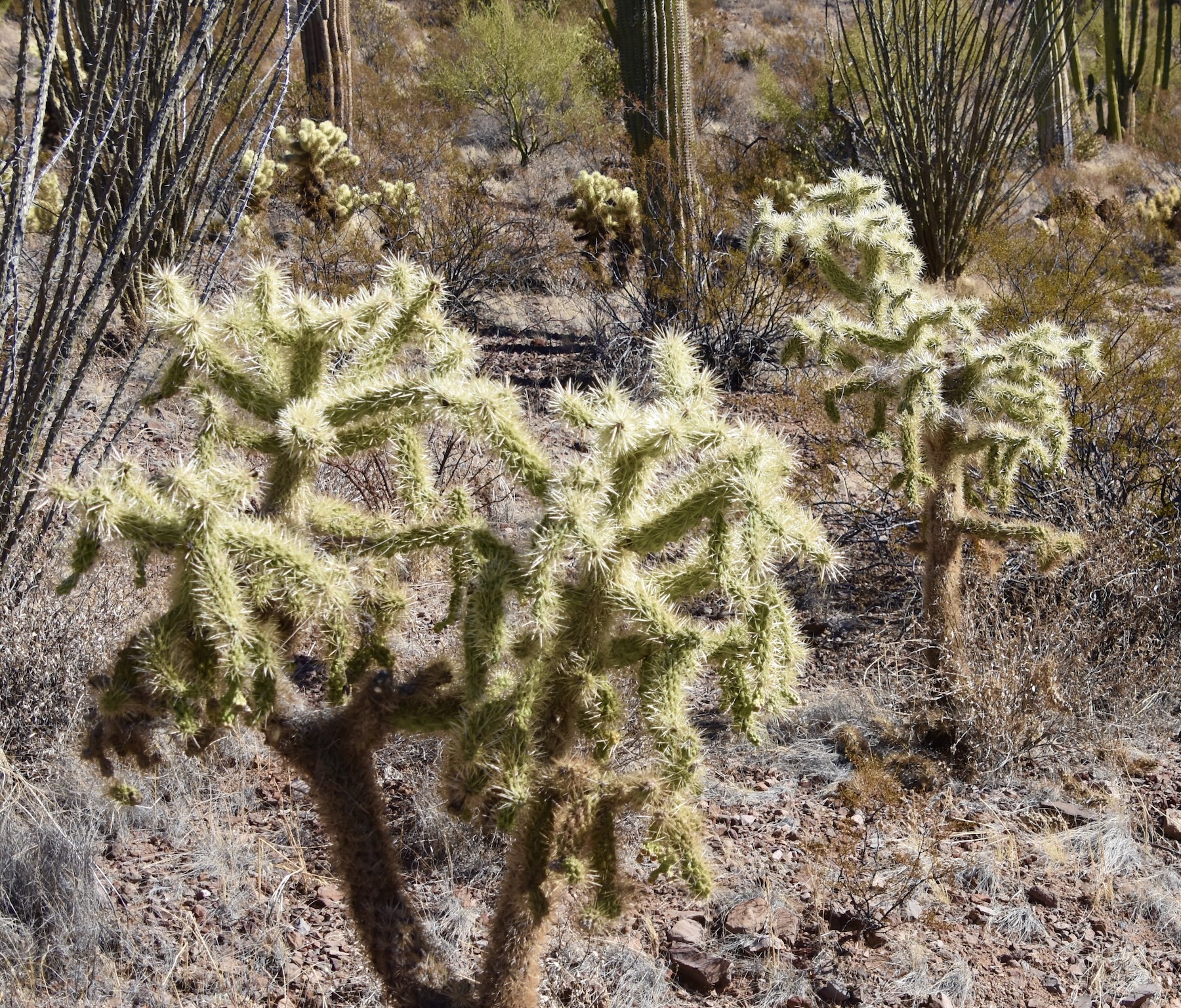 Large Cholla, Organ Pipe Cactus N.M.