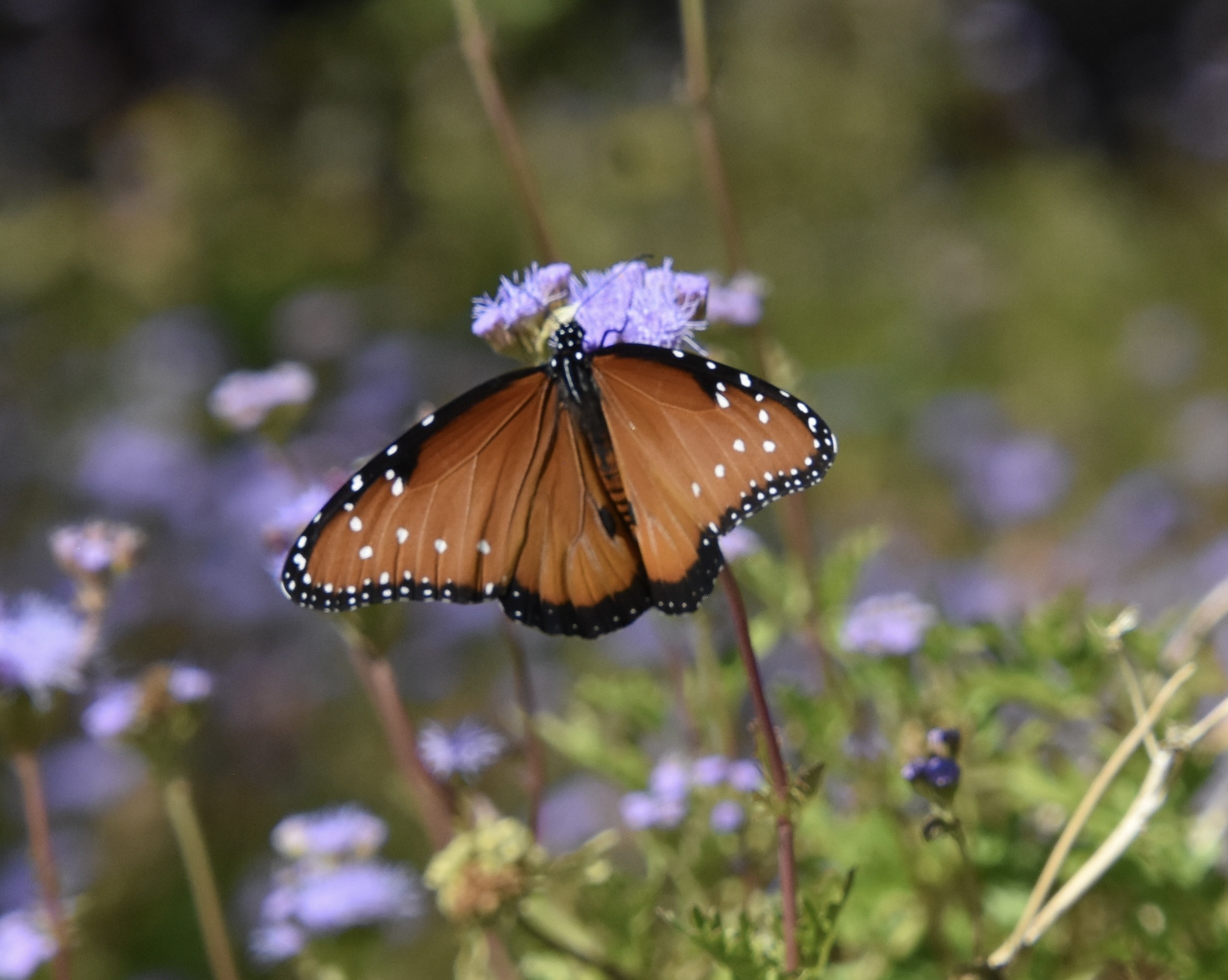 Queen Butterfly, Arizona-Sonora Desert Museum