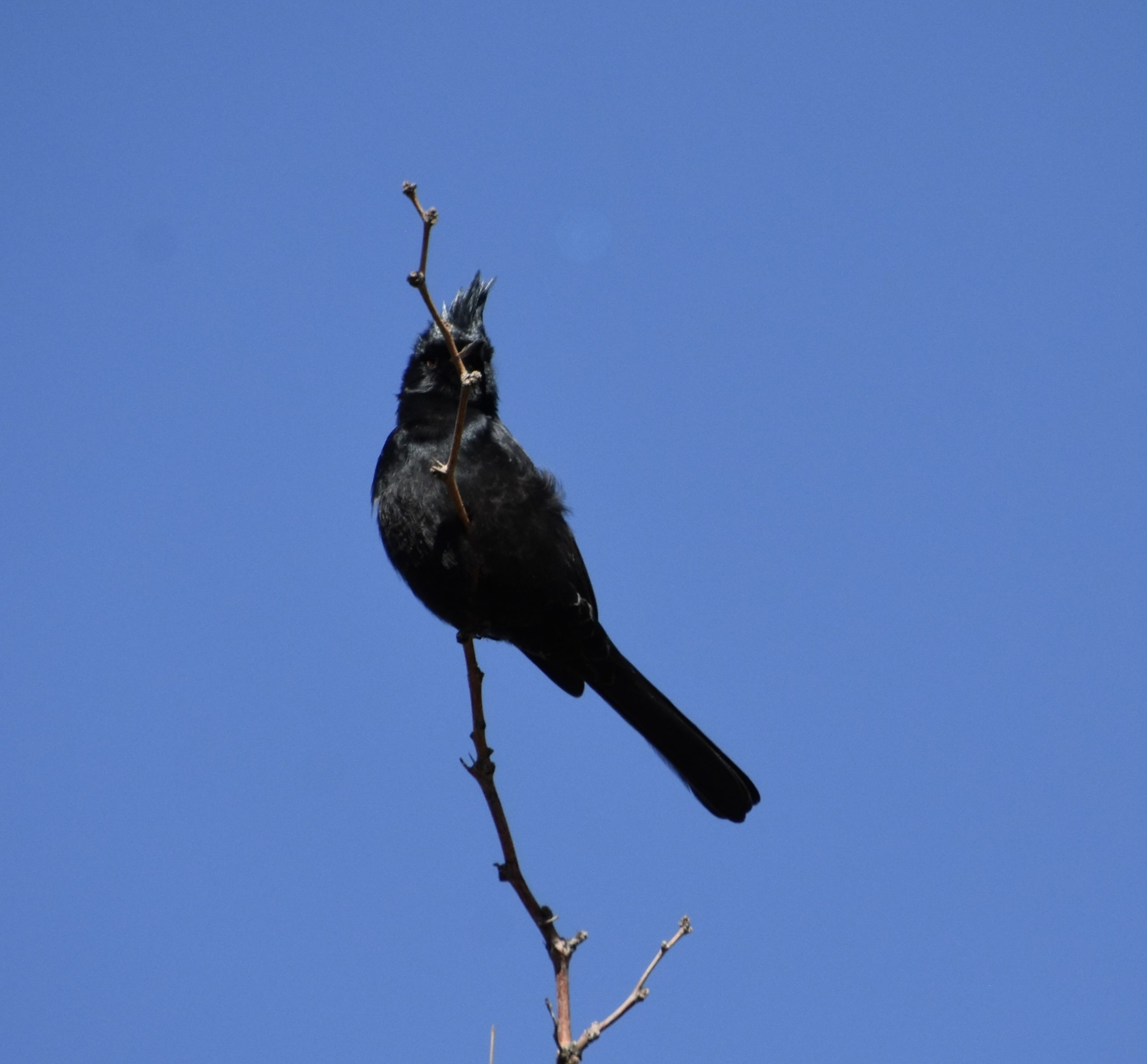 Phainopepla, Arizona-Sonora Desert Museum