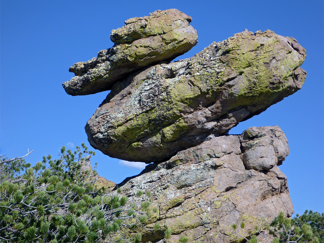 Duck on a Rock, Chiricahua National Park