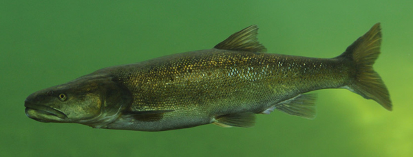 Pikeminnow, Arizona-Sonora Desert Museum