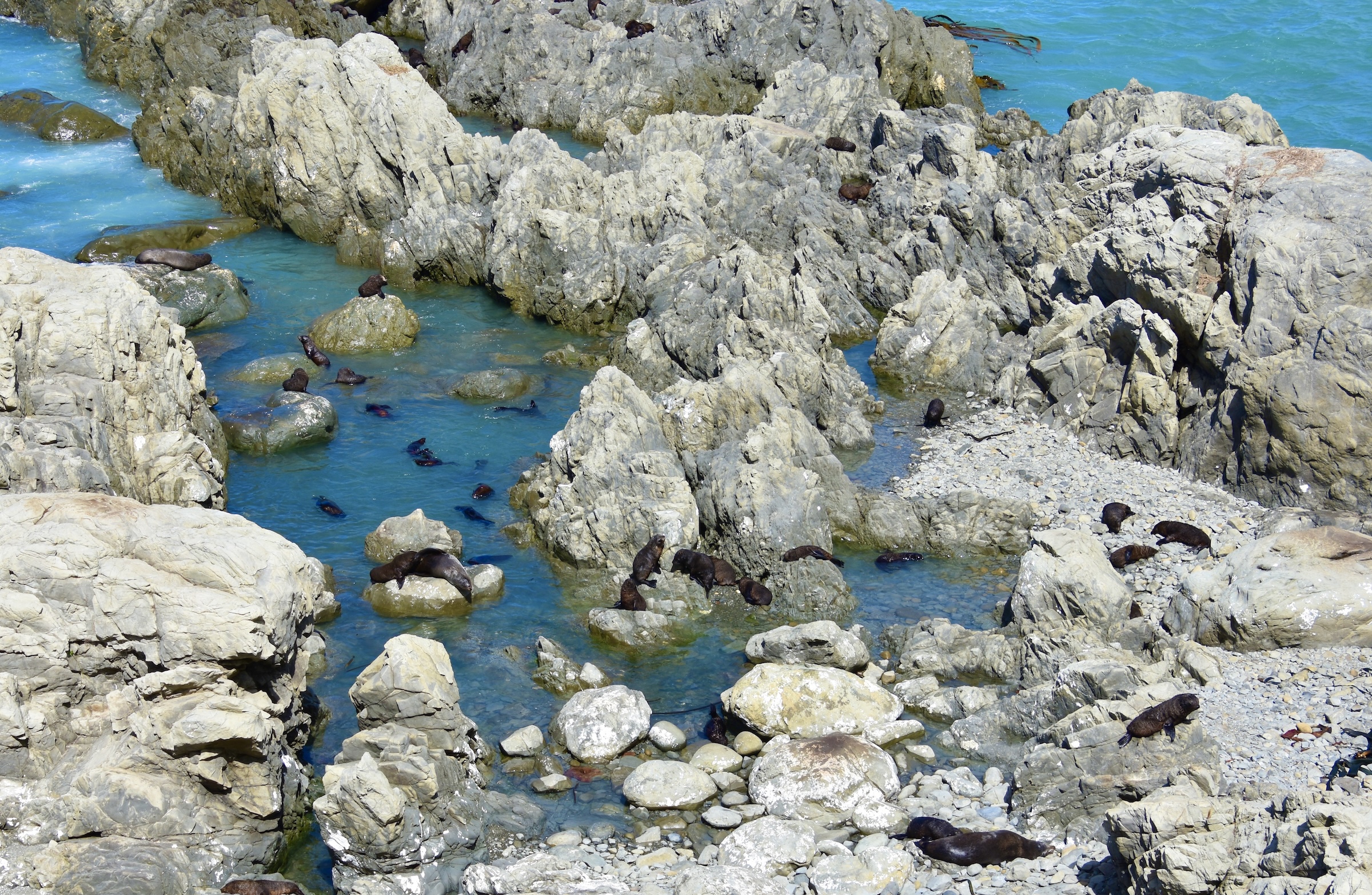 Fur Seal Nursery, South Island