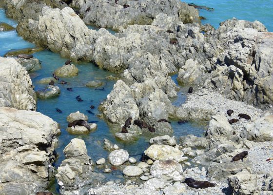 Fur Seal Nursery, South Island