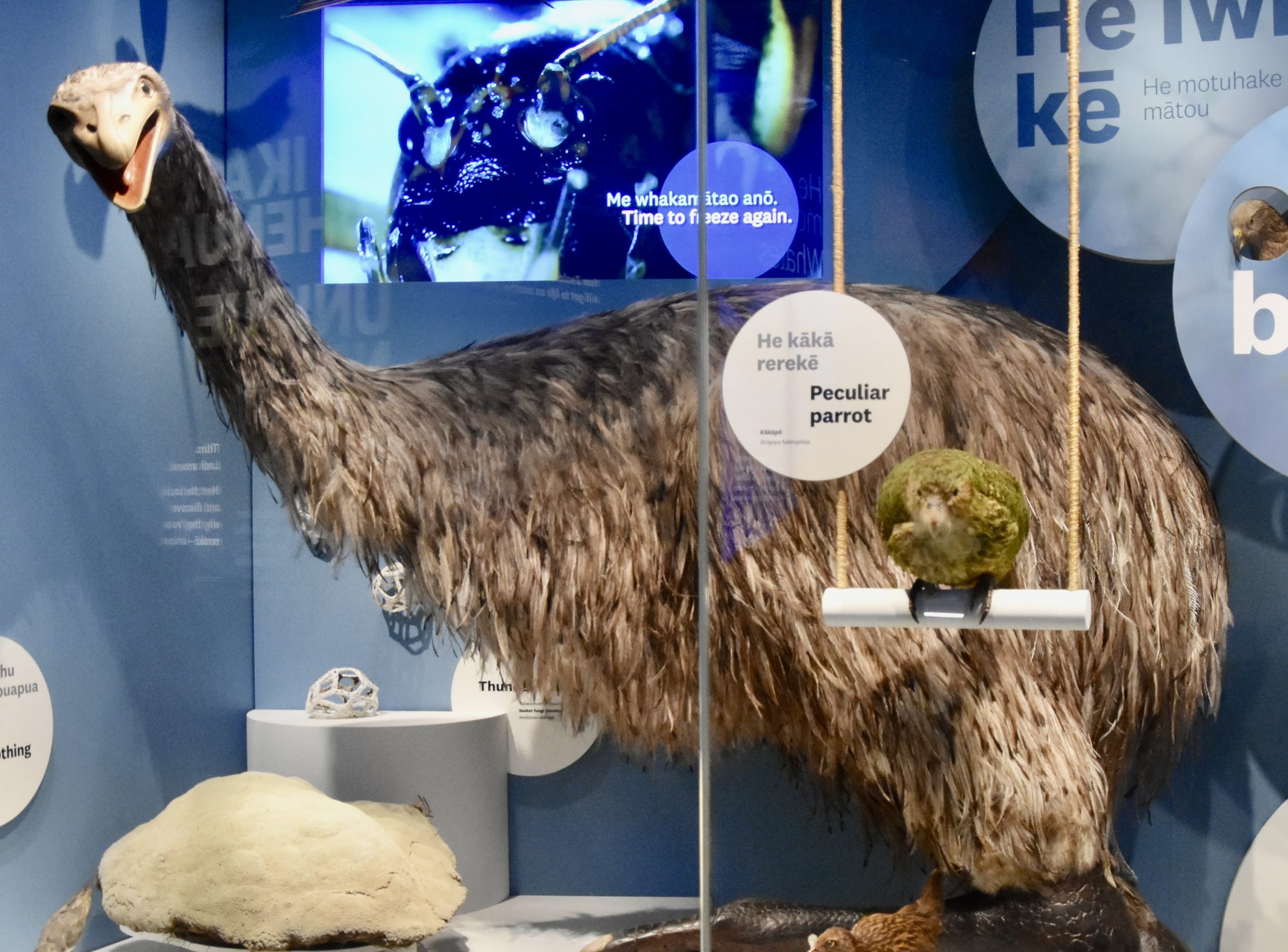 Giant Moa, Wellington Te Papa Museum