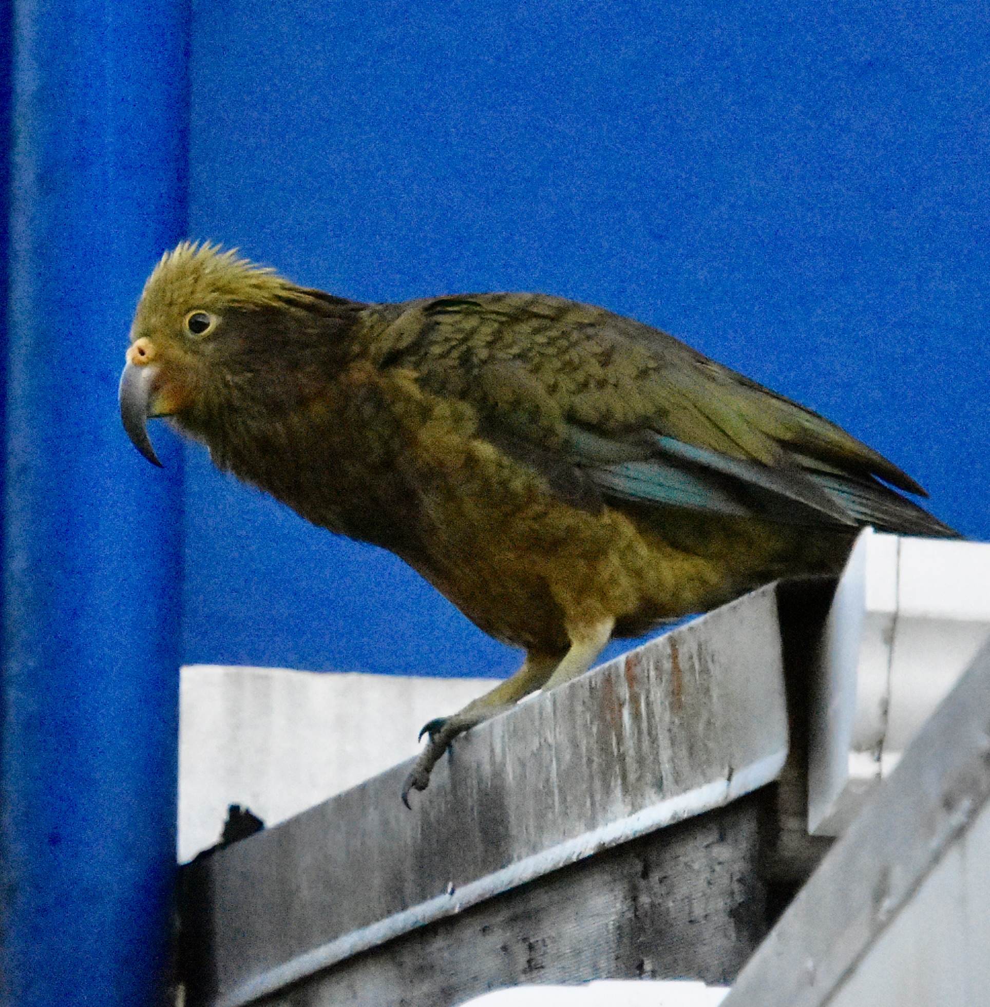 Kea, Franz Josef, South Island