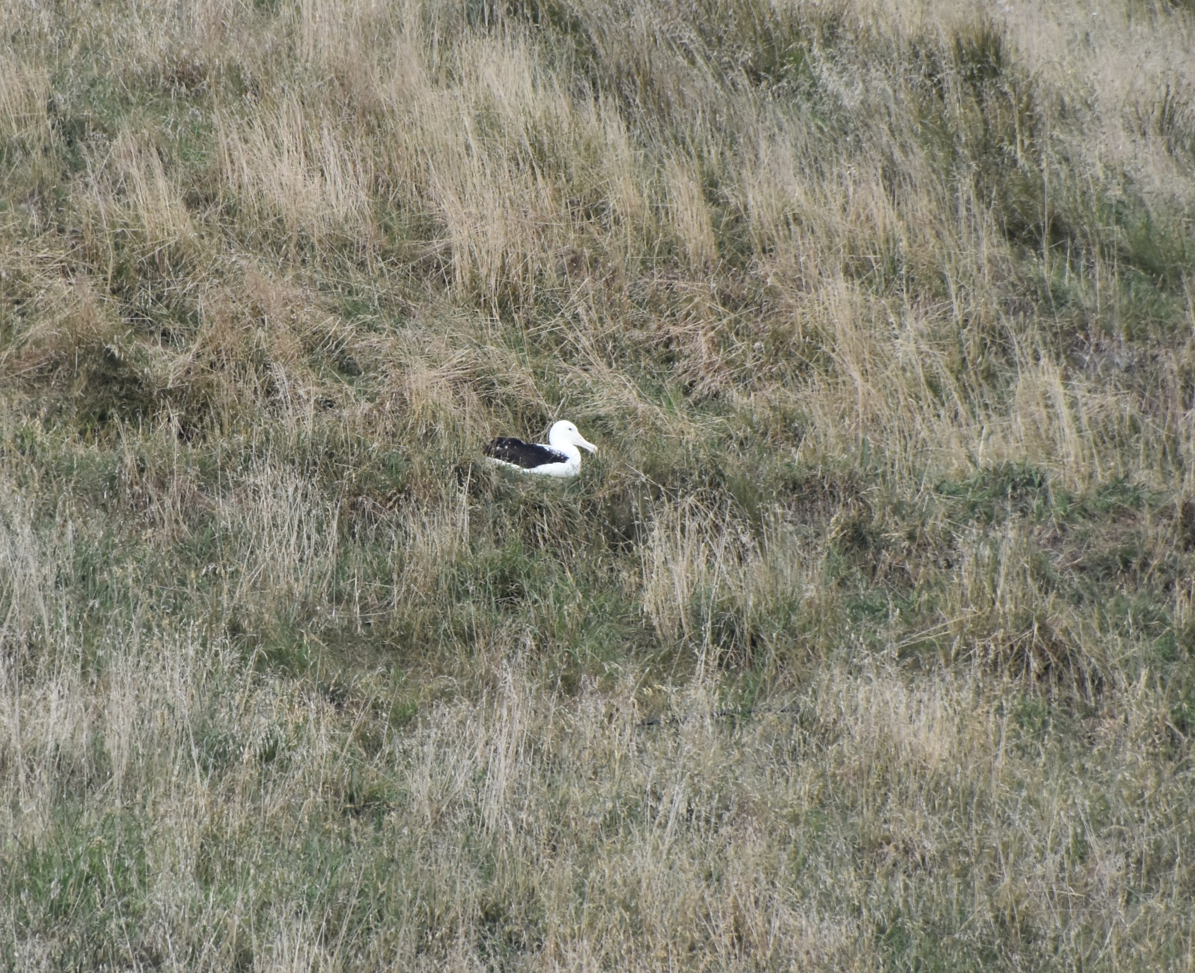 Albatross Nest, Taiaroa Head, Otage Peninsula