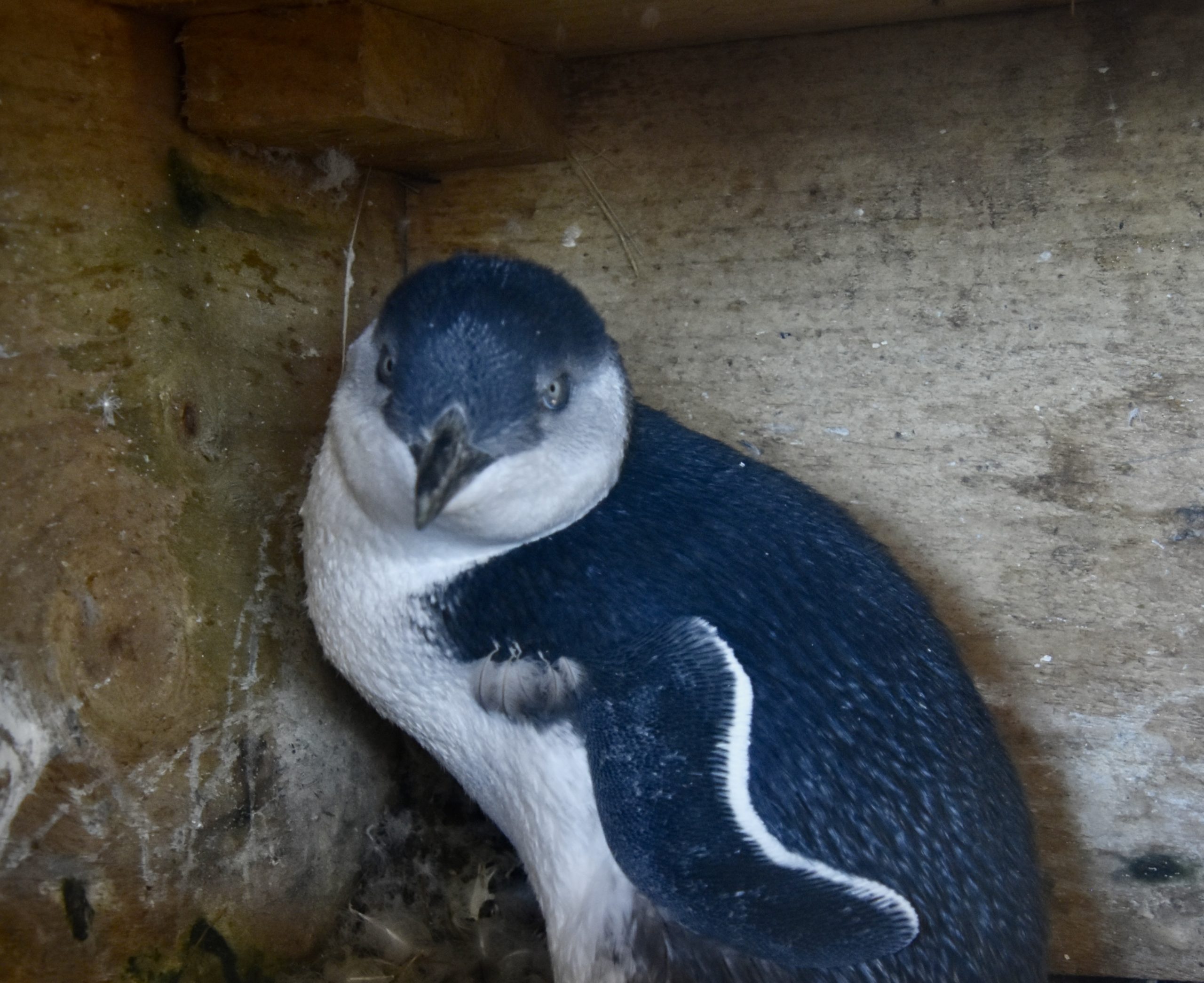 Blue Penguin, Otago Peninsula