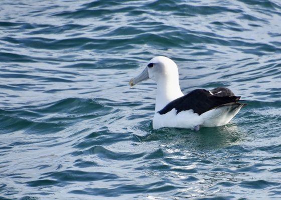 Northern Royal Albatross, Otago Peninsula