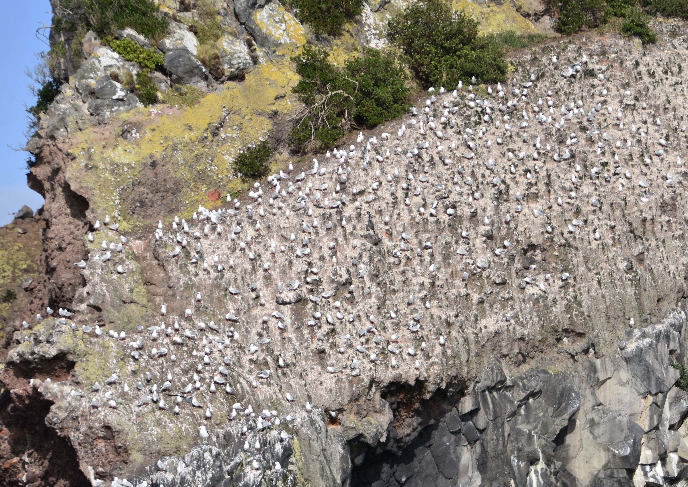Red-Billed Gull Colony, Otago Peninsula
