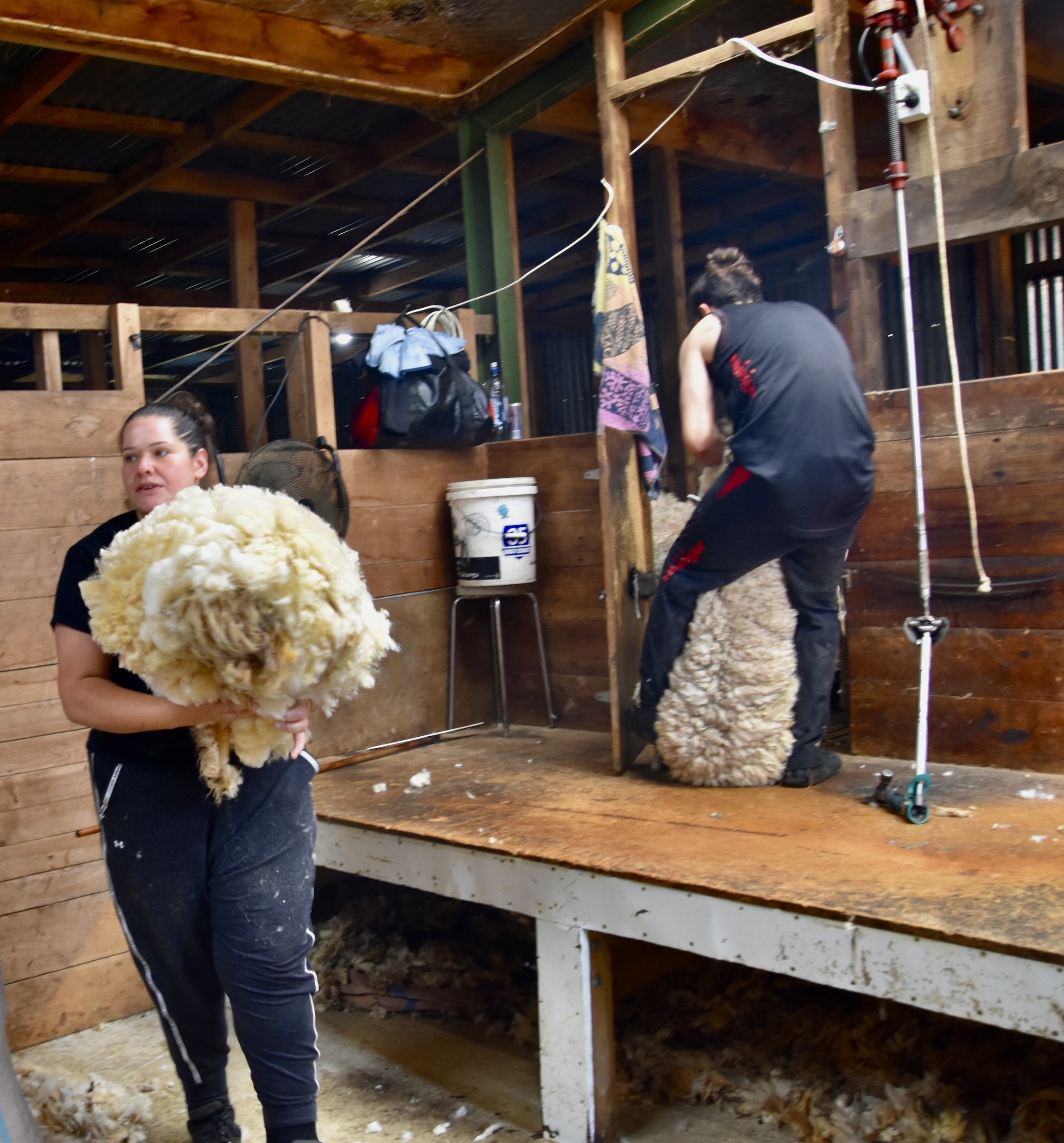Gathering the Wool, Otago Peninsula