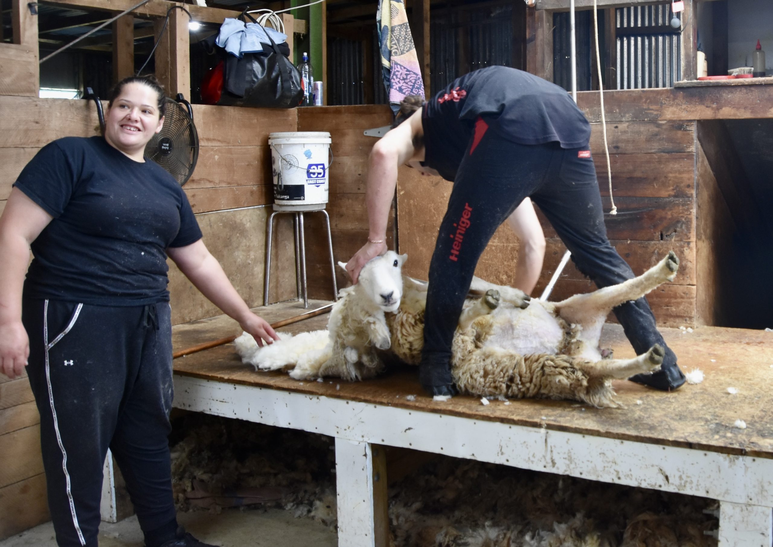 Sheep Shearing, Otago Peninsula