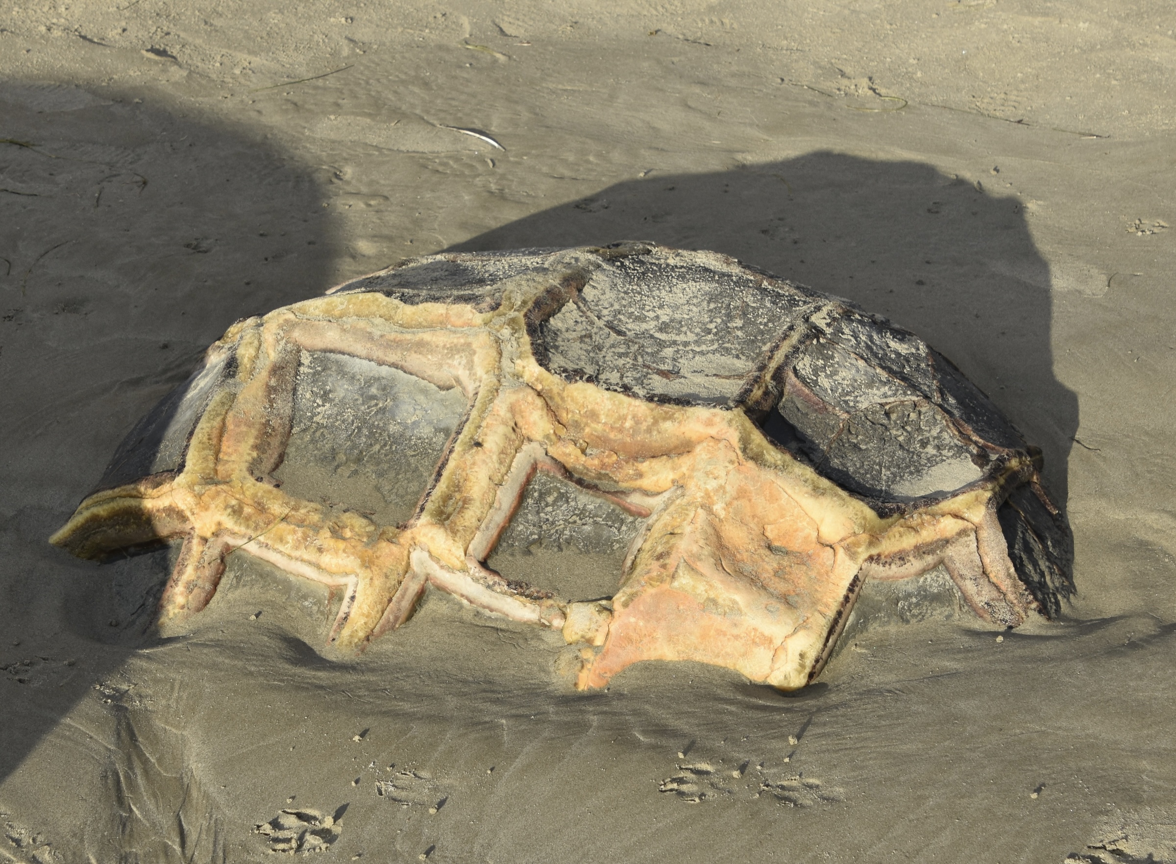 Tortoise Shell Boulder at Moeraki