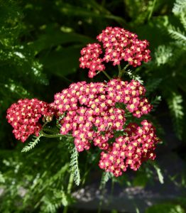 Achillea, Fredericton Botanic Garden